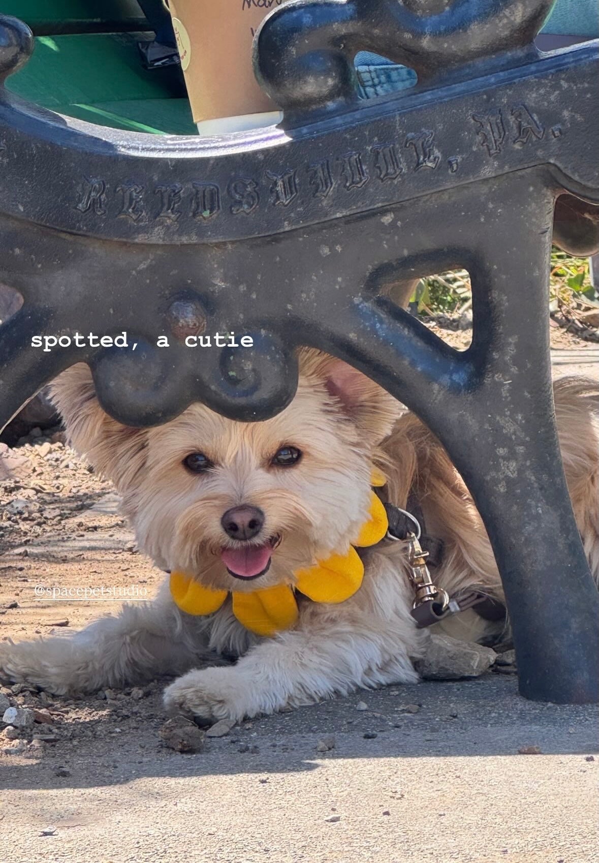 Flower Petal Bandana for Cats and Dogs (Yellow)– Adjustable Floral Pet Collar Accessory