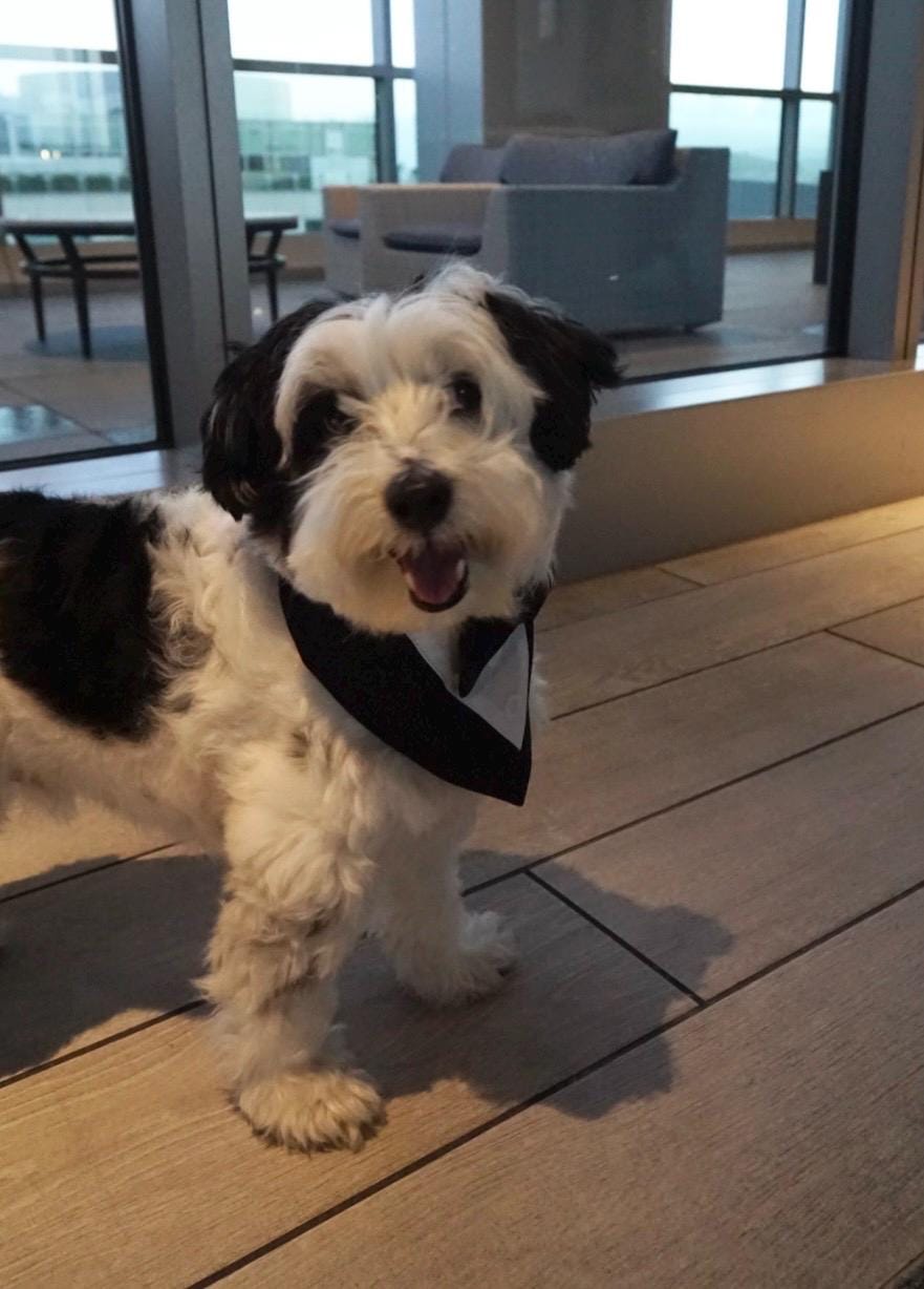 Dog Tuxedo Bow Tie Collar & Bandana – Wedding Outfit for Dogs