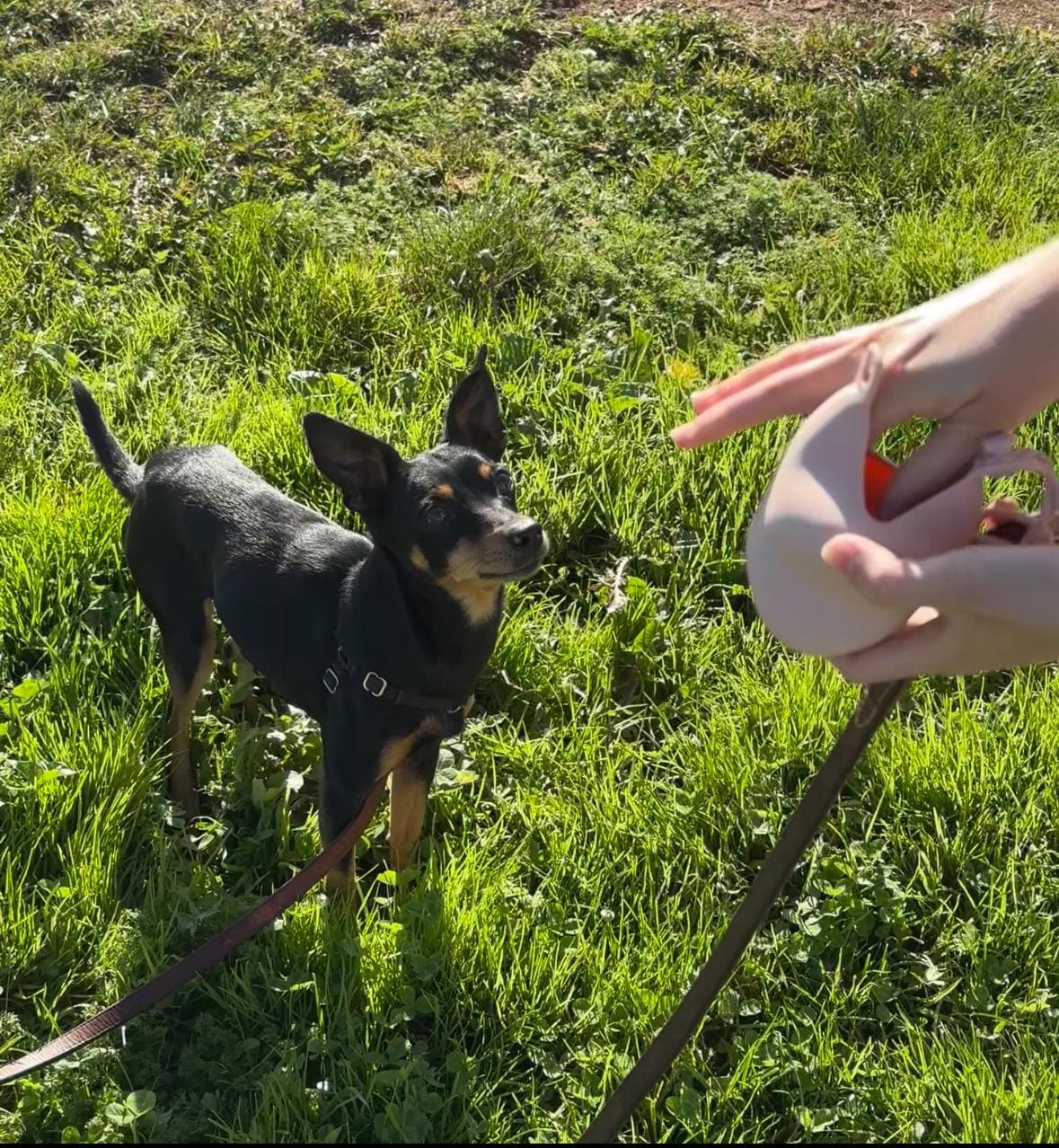 Comet Star Loop-Attach Treat Bag | Treat Holder & Snack Pouch – Stylish Pet Accessory for On-the-Go/ Training Portable Bag