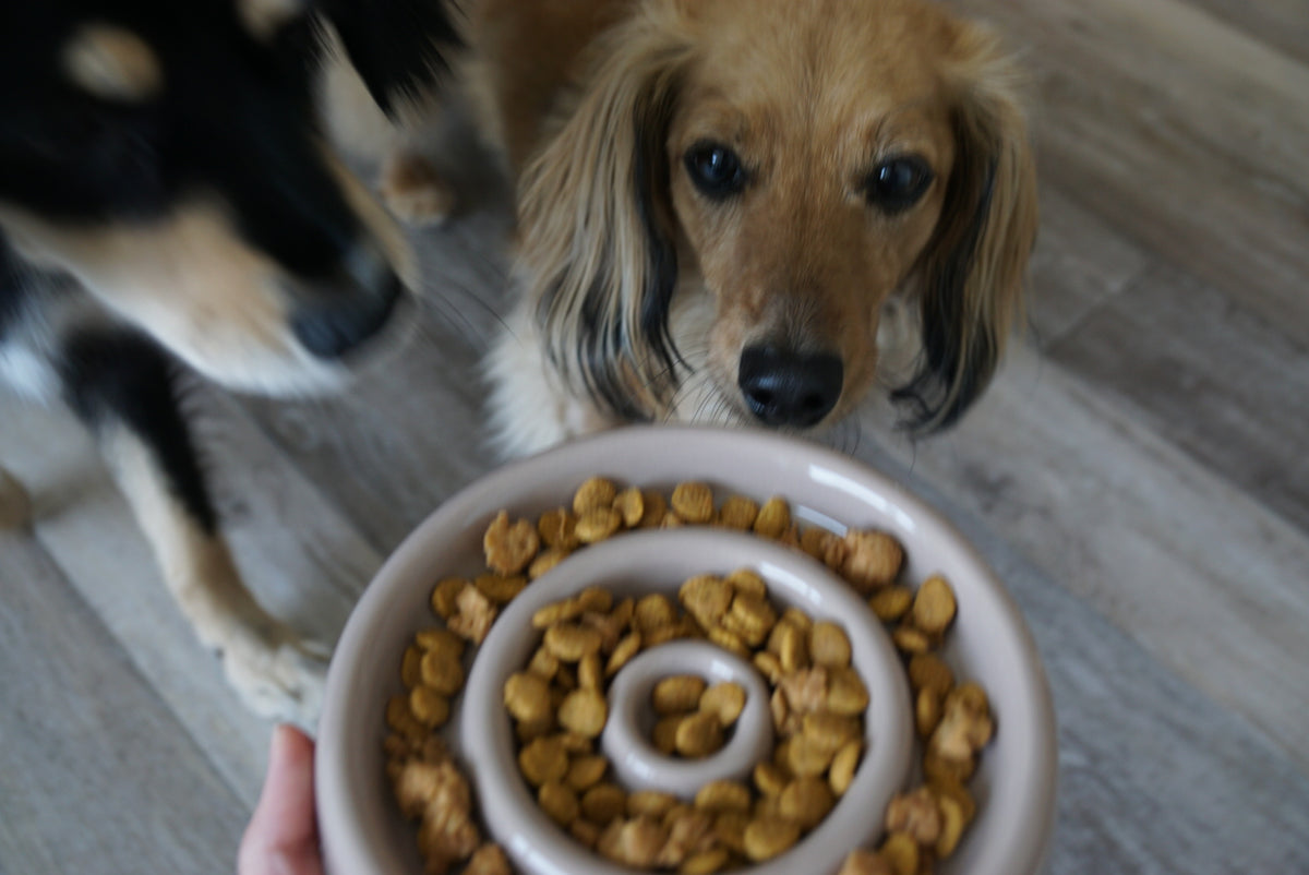 Ceramic Circle Slow Feeding Puzzle Bowl Designed for Small Dogs and Cats