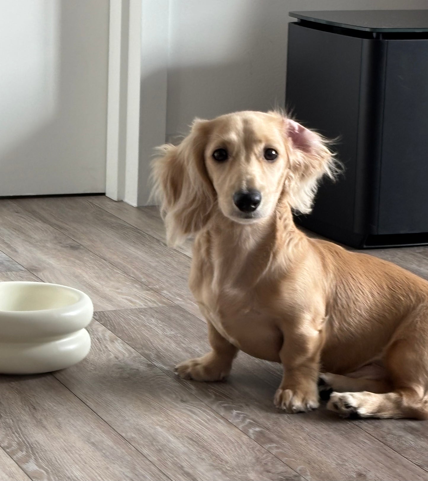 Modern Macaron-Shaped Elevated Ceramic Dog & Cat Bowl – 350ml | Minimalist Pet Food Dish for Small or Medium Pets