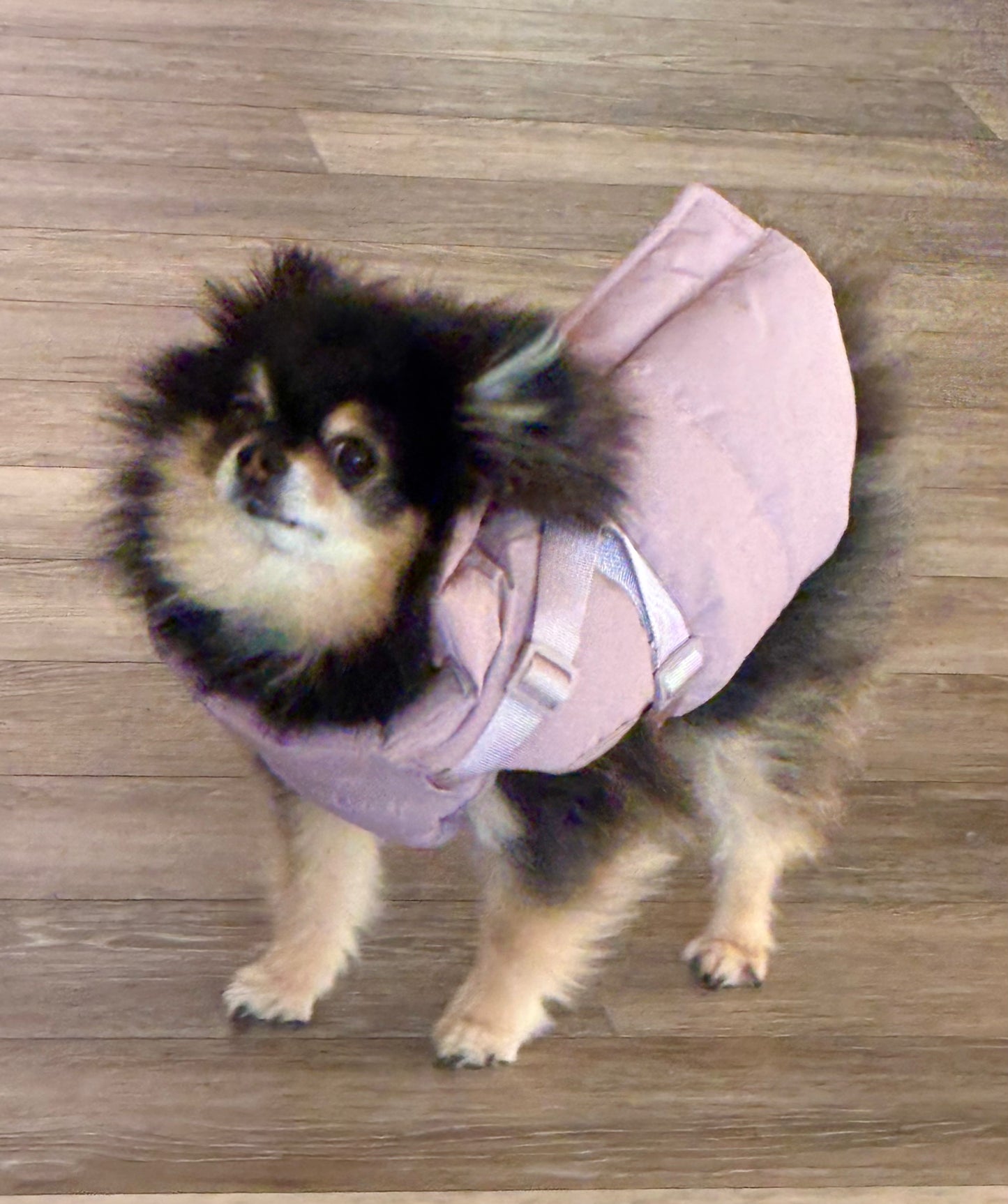 Nova Waterproof Harness Jacket (Pink)