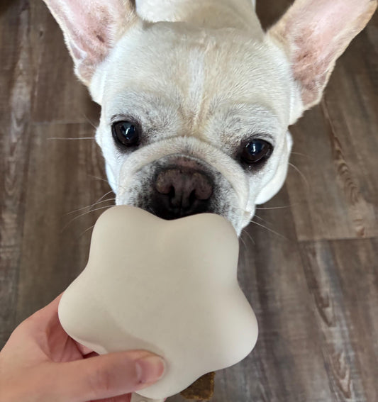 How I Started Space Pet Studio: A Love for Pets, Design, and Everyday Joy