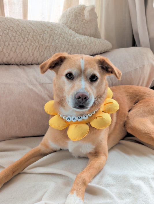 Puff Flower Bandana for Cats and Dogs (Yellow)– Adjustable Floral Pet Collar Accessory
