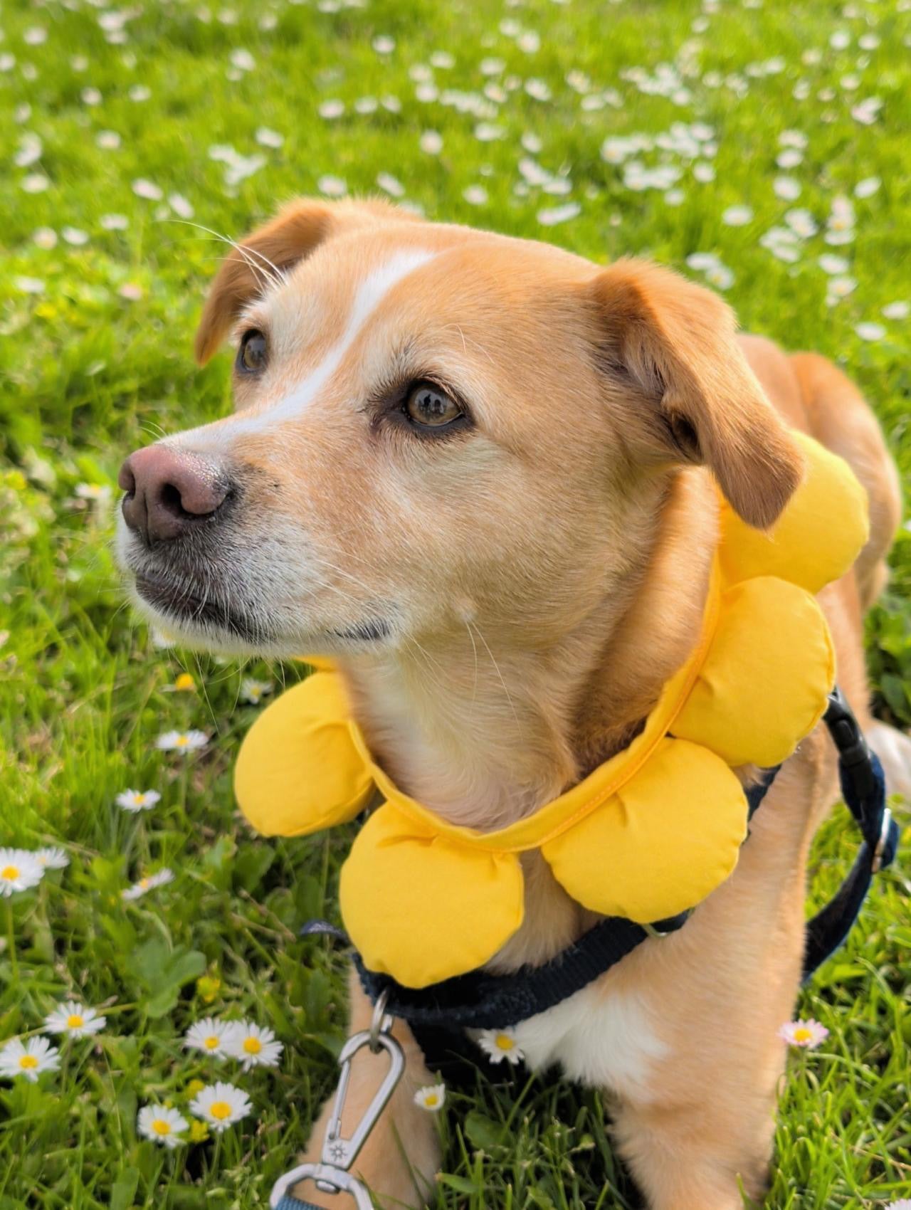 Puff Flower Bandana for Cats and Dogs (Yellow)– Adjustable Floral Pet Collar Accessory