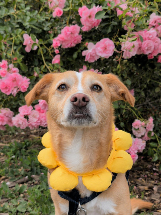 Puff Flower Bandana for Cats and Dogs (Yellow)– Adjustable Floral Pet Collar Accessory