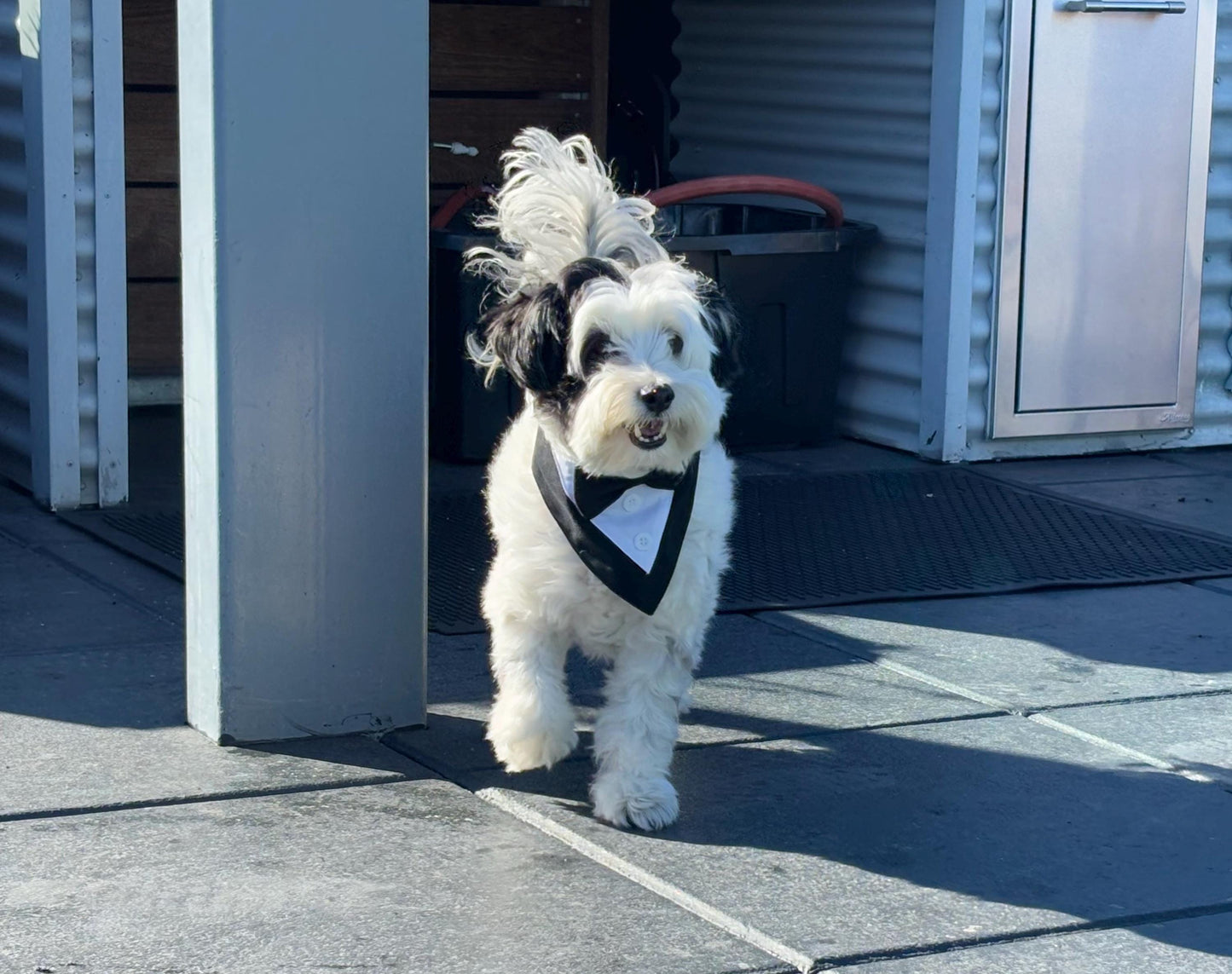 Dog Tuxedo Bow Tie Collar & Bandana – Wedding Outfit for Dogs