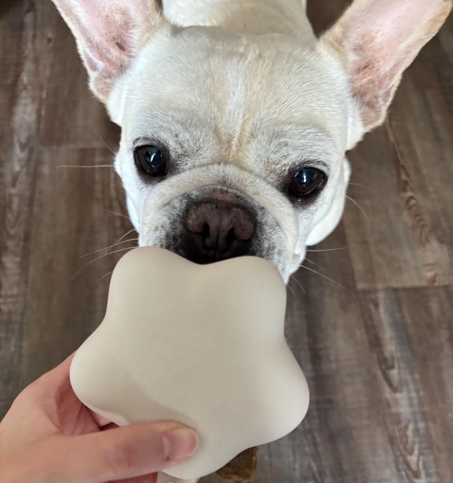 Comet Star Loop-Attach Treat Bag | Treat Holder & Snack Pouch – Stylish Pet Accessory for On-the-Go/ Training Portable Bag