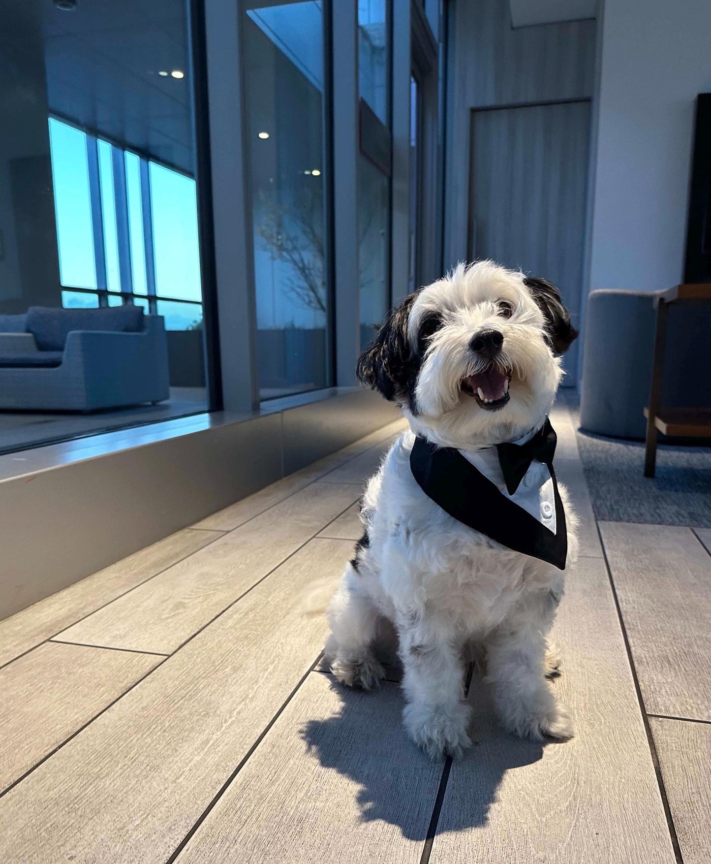 Dog Tuxedo Bow Tie Collar & Bandana – Wedding Outfit for Dogs