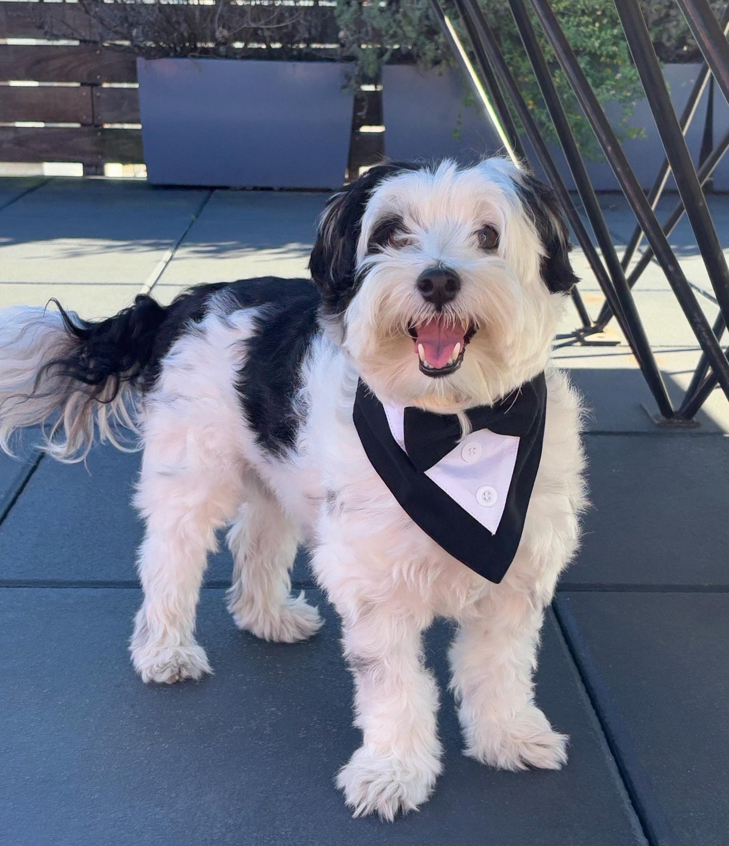 Dog Tuxedo Bow Tie Collar & Bandana – Wedding Outfit for Dogs