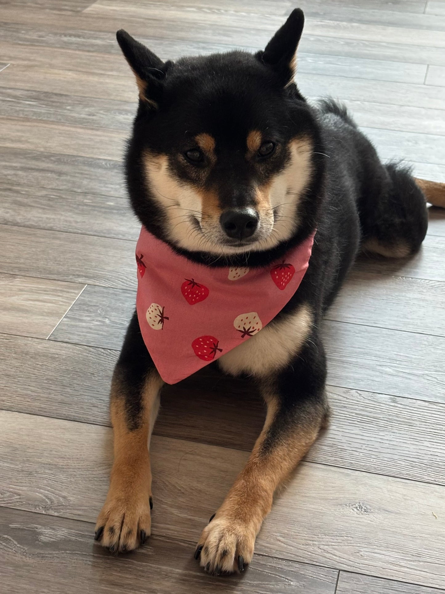 Strawberry Bandana for Cats and Dogs – Adjustable Pet Collar Accessory