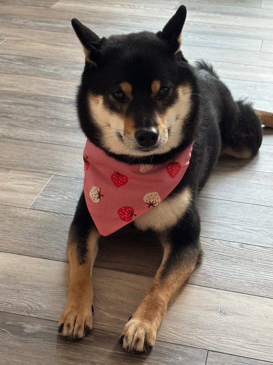 Strawberry Bandana for Cats and Dogs – Adjustable Pet Collar Accessory