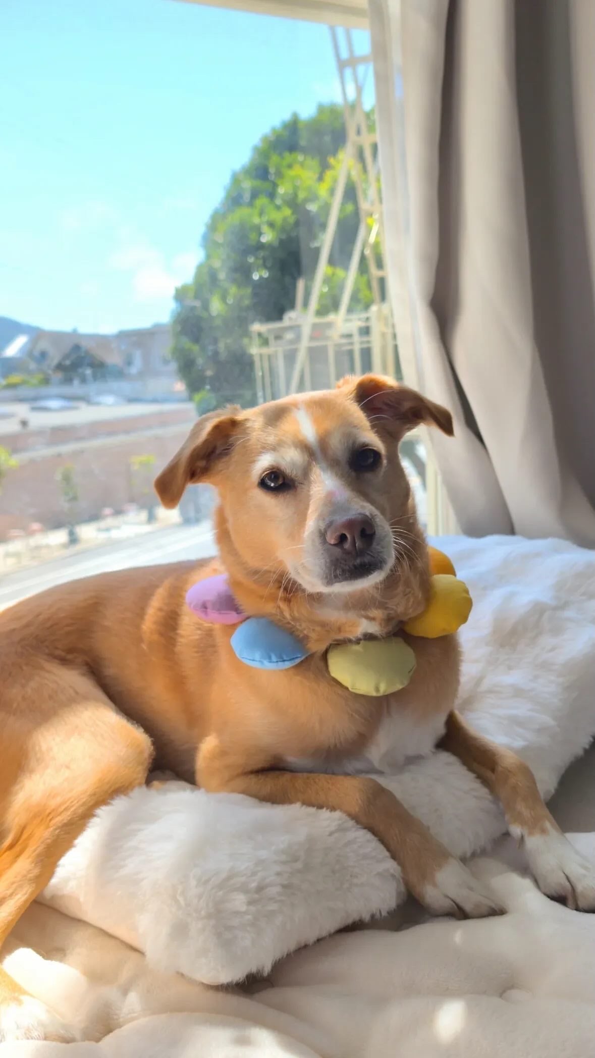Puff Rainbow Bandana for Cats and Dogs