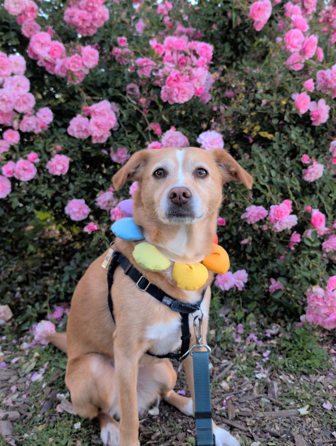 Puff Rainbow Bandana for Cats and Dogs
