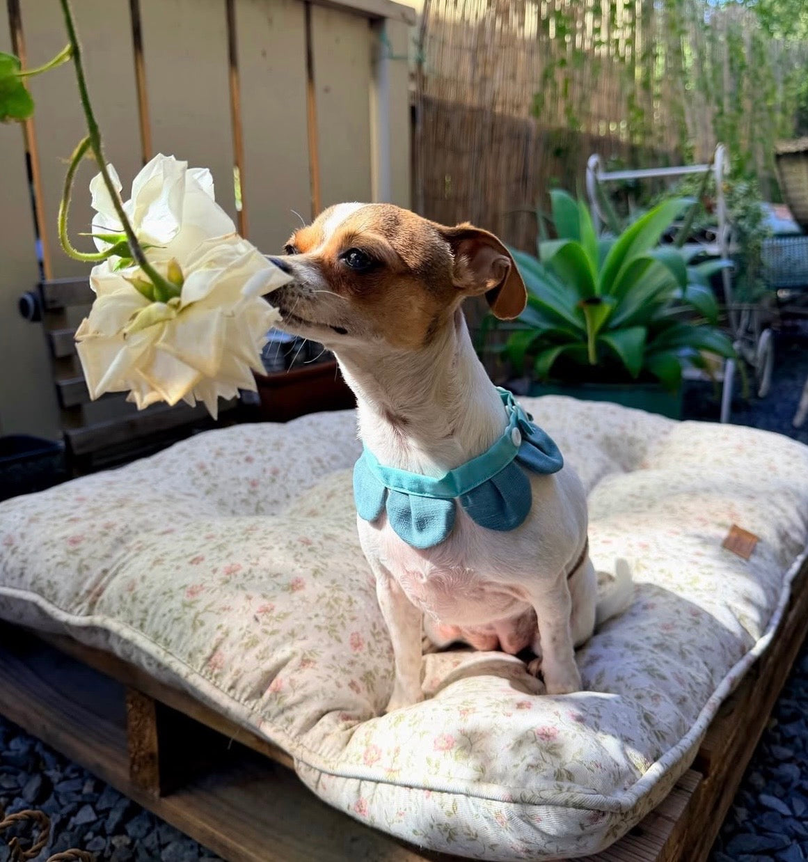 Flower Petal Bandana for Cats and Dogs (Blue)– Adjustable Floral Pet Collar Accessory