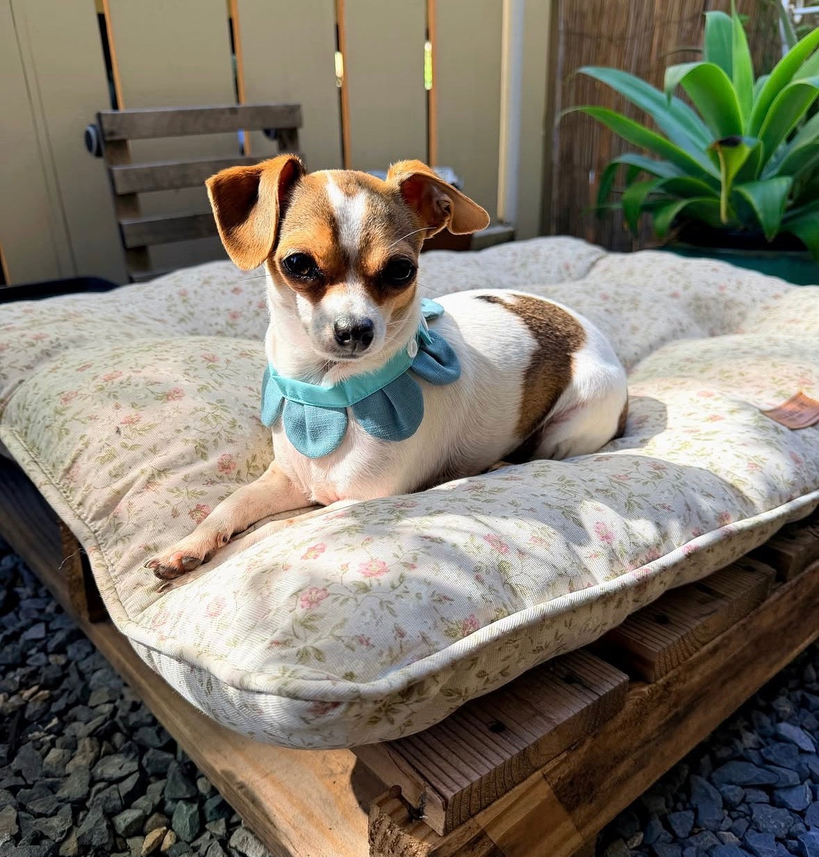 Flower Petal Bandana for Cats and Dogs (Blue)– Adjustable Floral Pet Collar Accessory