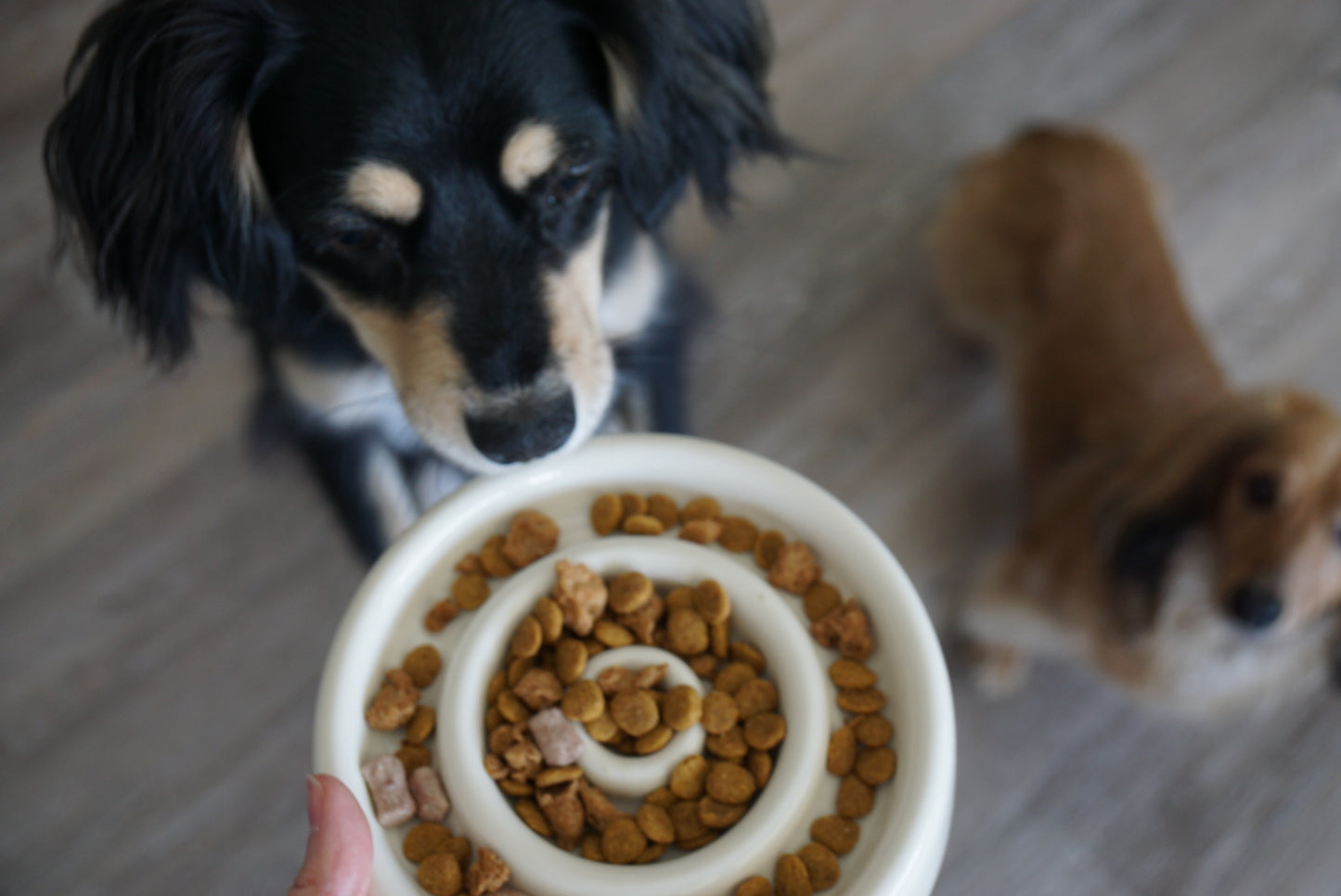 Ceramic Circle Slow Feeding Puzzle Bowl Designed for Small Dogs and Cats