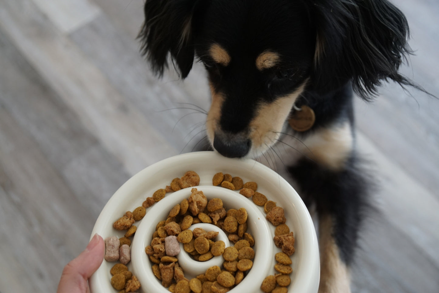 Ceramic Circle Slow Feeding Puzzle Bowl Designed for Small Dogs and Cats
