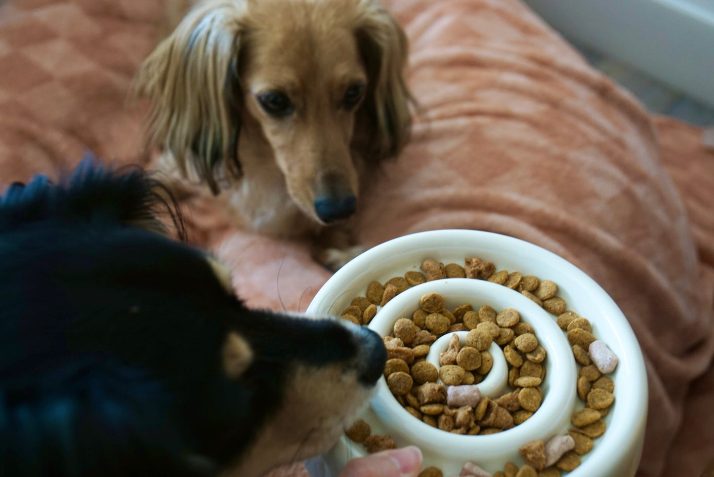 Ceramic Circle Slow Feeding Puzzle Bowl Designed for Small Dogs and Cats