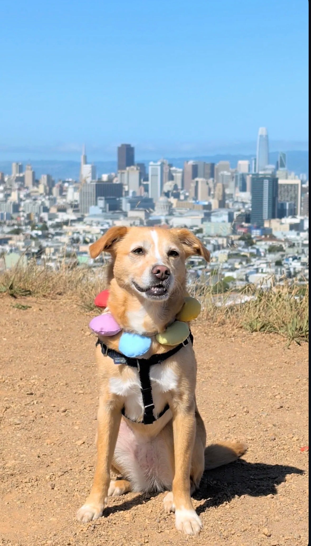 Puff Rainbow Bandana for Cats and Dogs