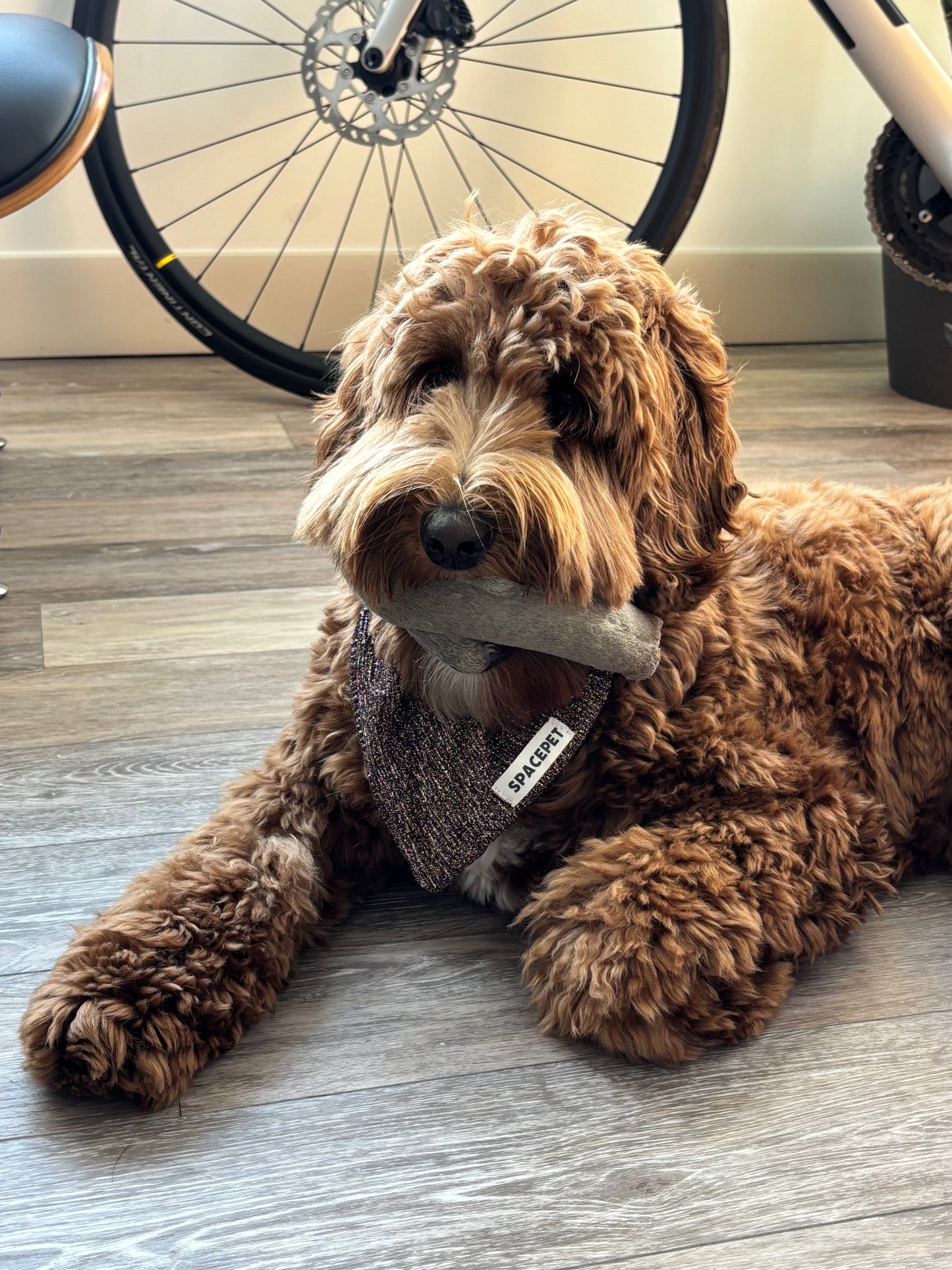 Handmade Cotton Dog Bandana – Jingle Bell Pet Neckwear