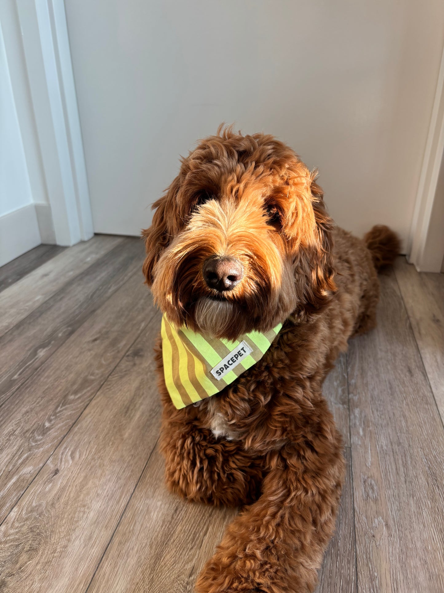 Handmade Cotton Dog Bandana – Yellow Striped Pet Neckwear