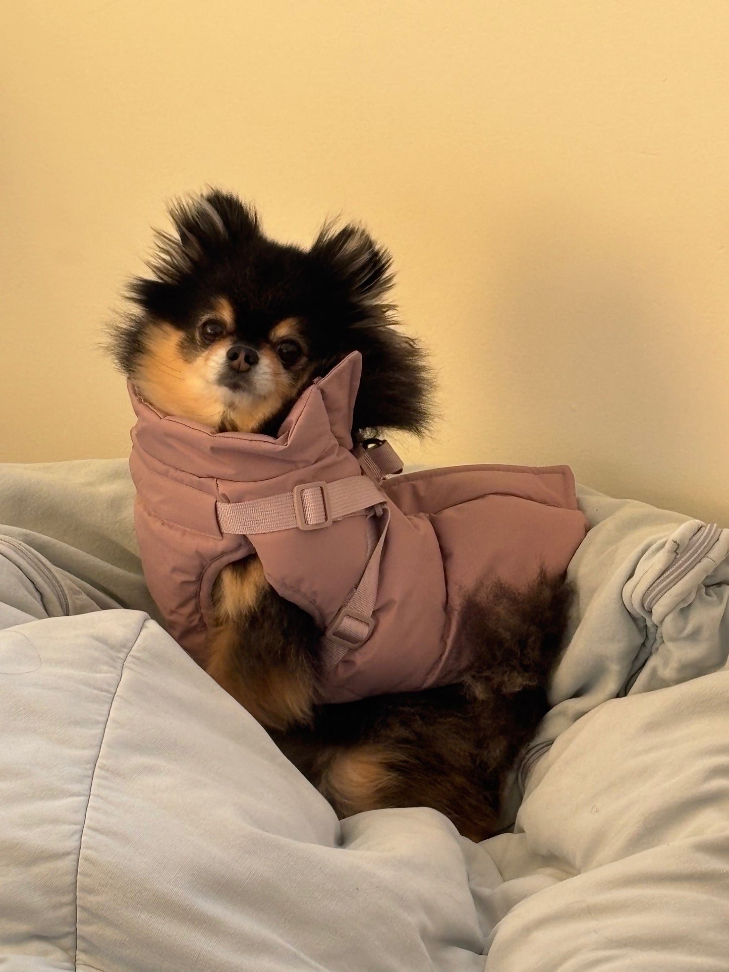 Waterproof Puff Dog Jacket with Built-in Harness – Winter Warm Padded Pet Coat, Windproof Adjustable Puppy Outerwear (Pink)