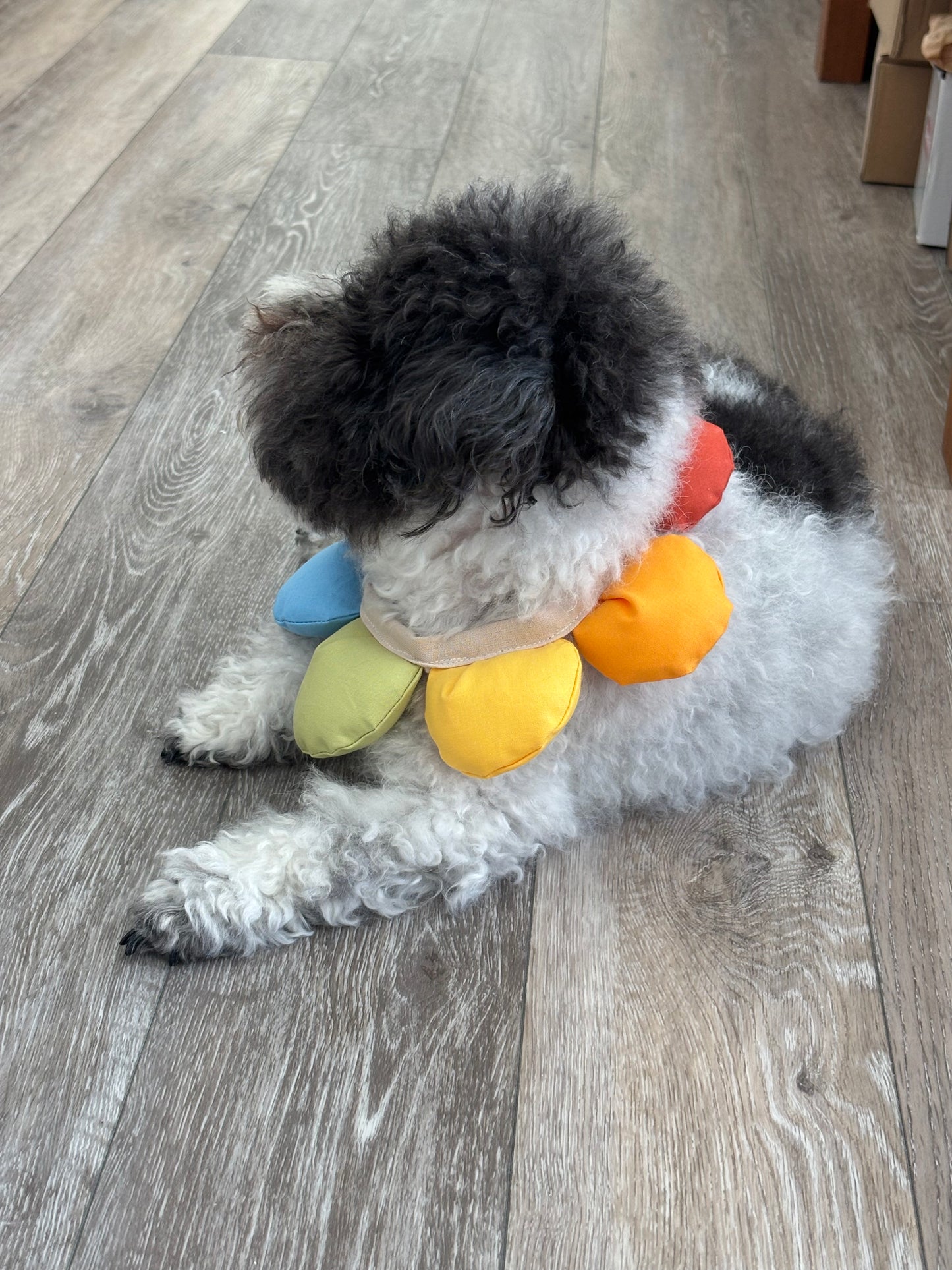 Puff Rainbow Bandana for Cats and Dogs
