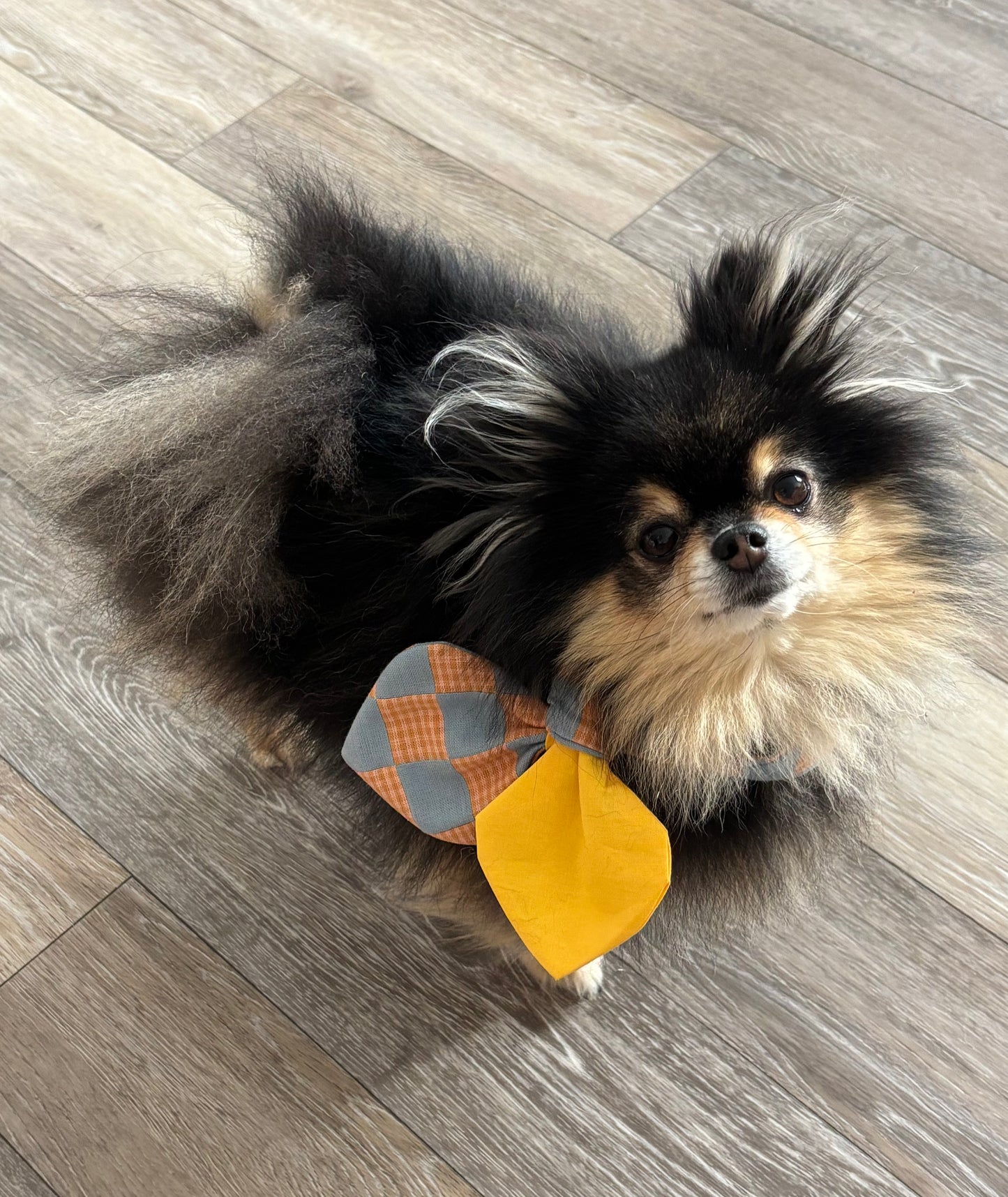 Knot Bow Tie for Cats and Dogs – Adjustable Pet Collar Accessory