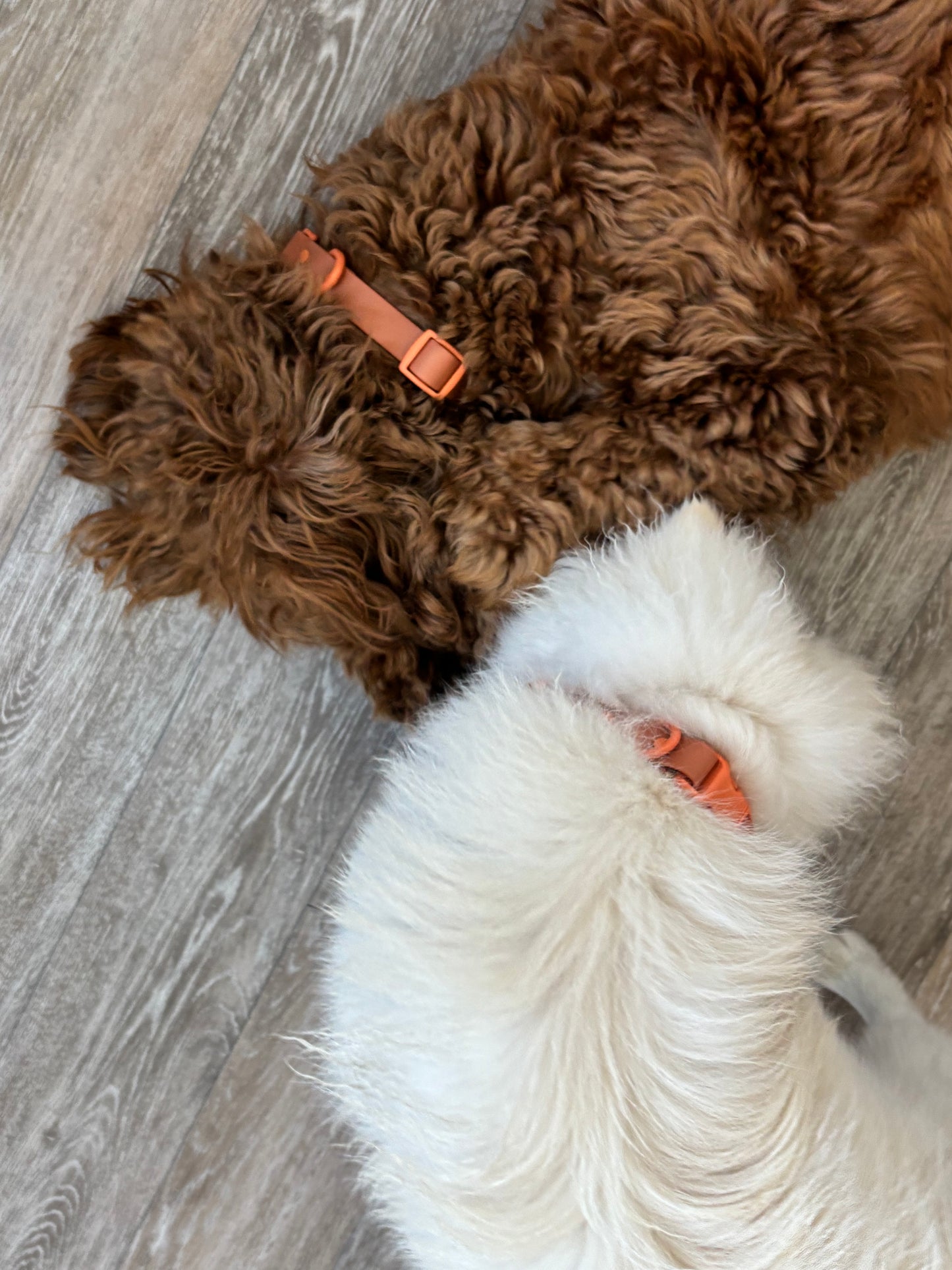 Orbit Dog Collar – Waterproof PVC Space-Inspired Collar