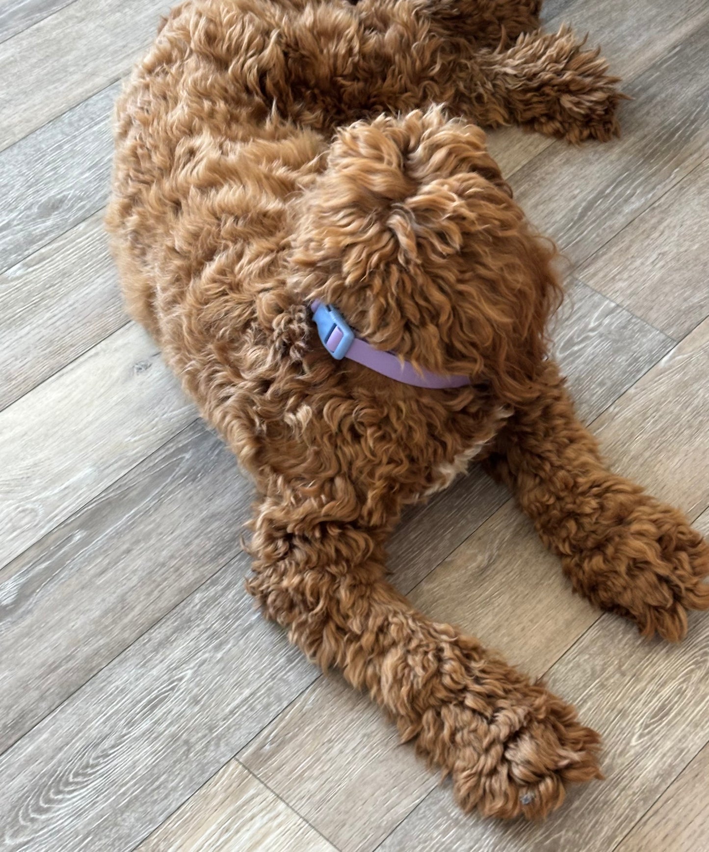 Orbit Dog Collar – Waterproof PVC Space-Inspired Collar