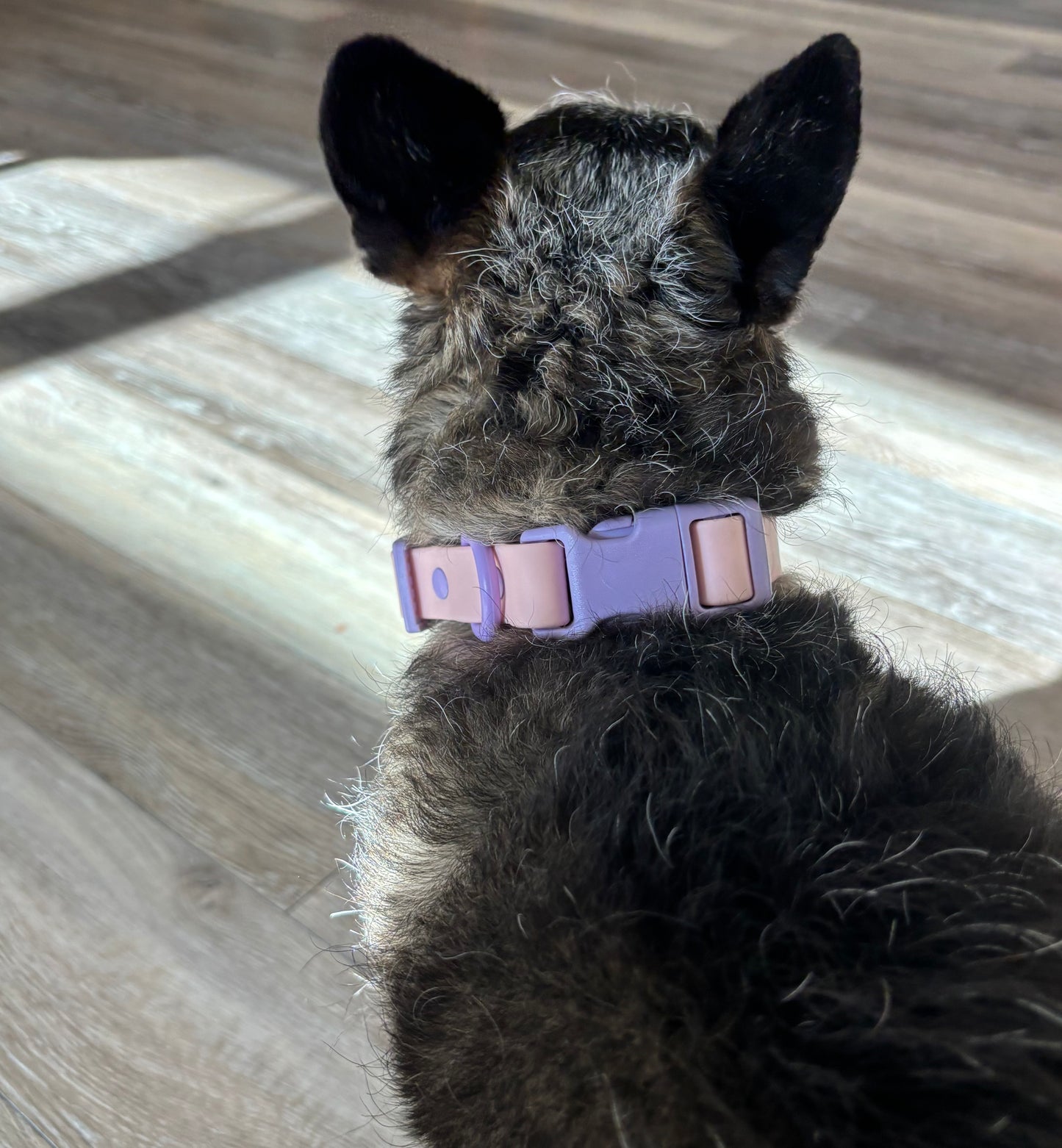 Orbit Dog Collar – Waterproof PVC Space-Inspired Collar