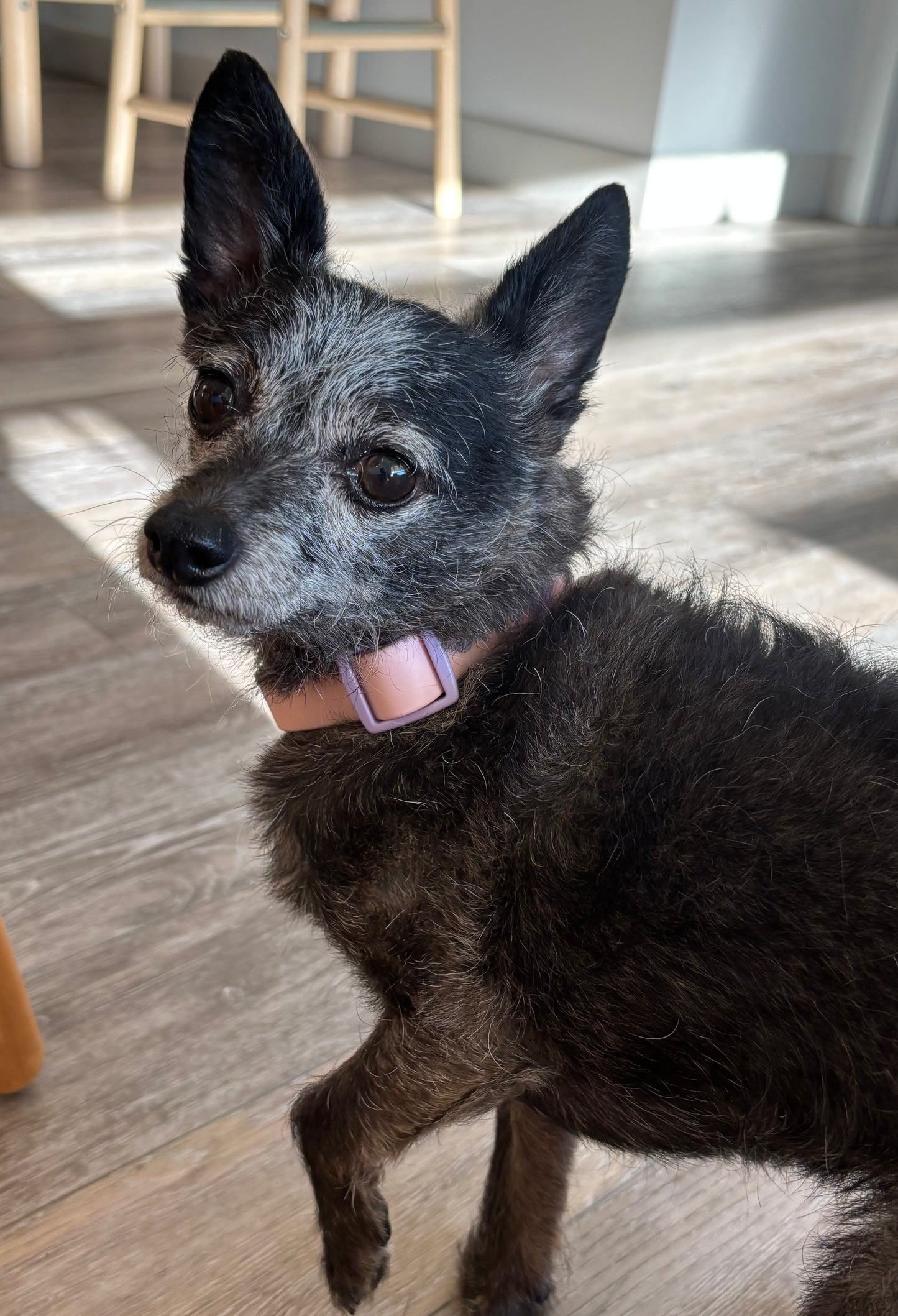 Orbit Dog Collar – Waterproof PVC Space-Inspired Collar