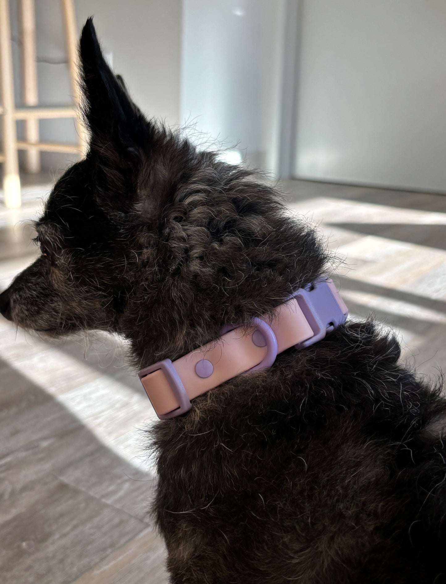 Orbit Dog Collar – Waterproof PVC Space-Inspired Collar