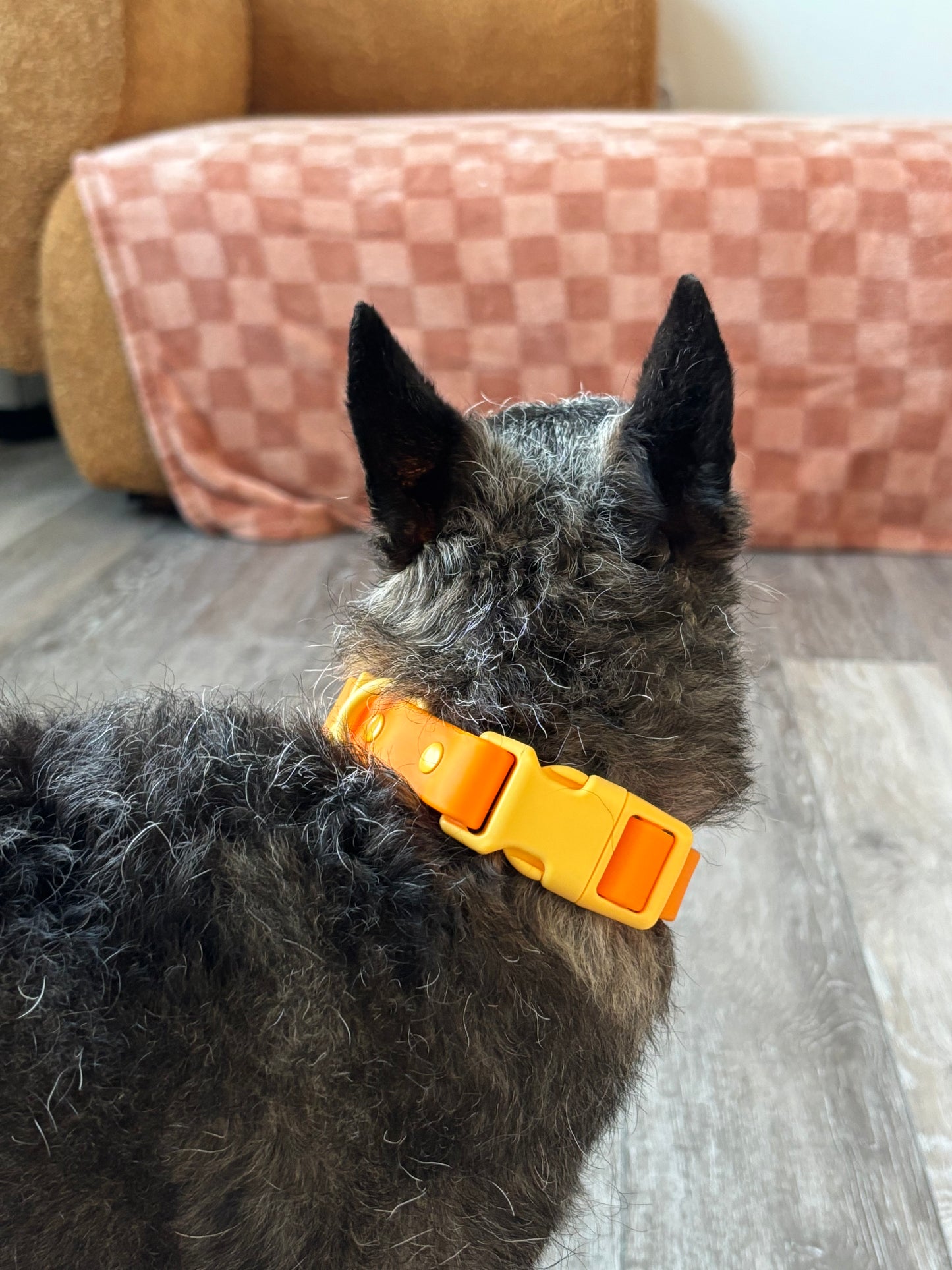 Orbit Dog Collar – Waterproof PVC Space-Inspired Collar