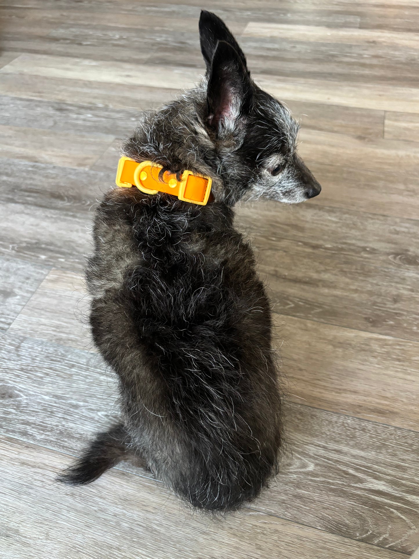 Orbit Dog Collar – Waterproof PVC Space-Inspired Collar