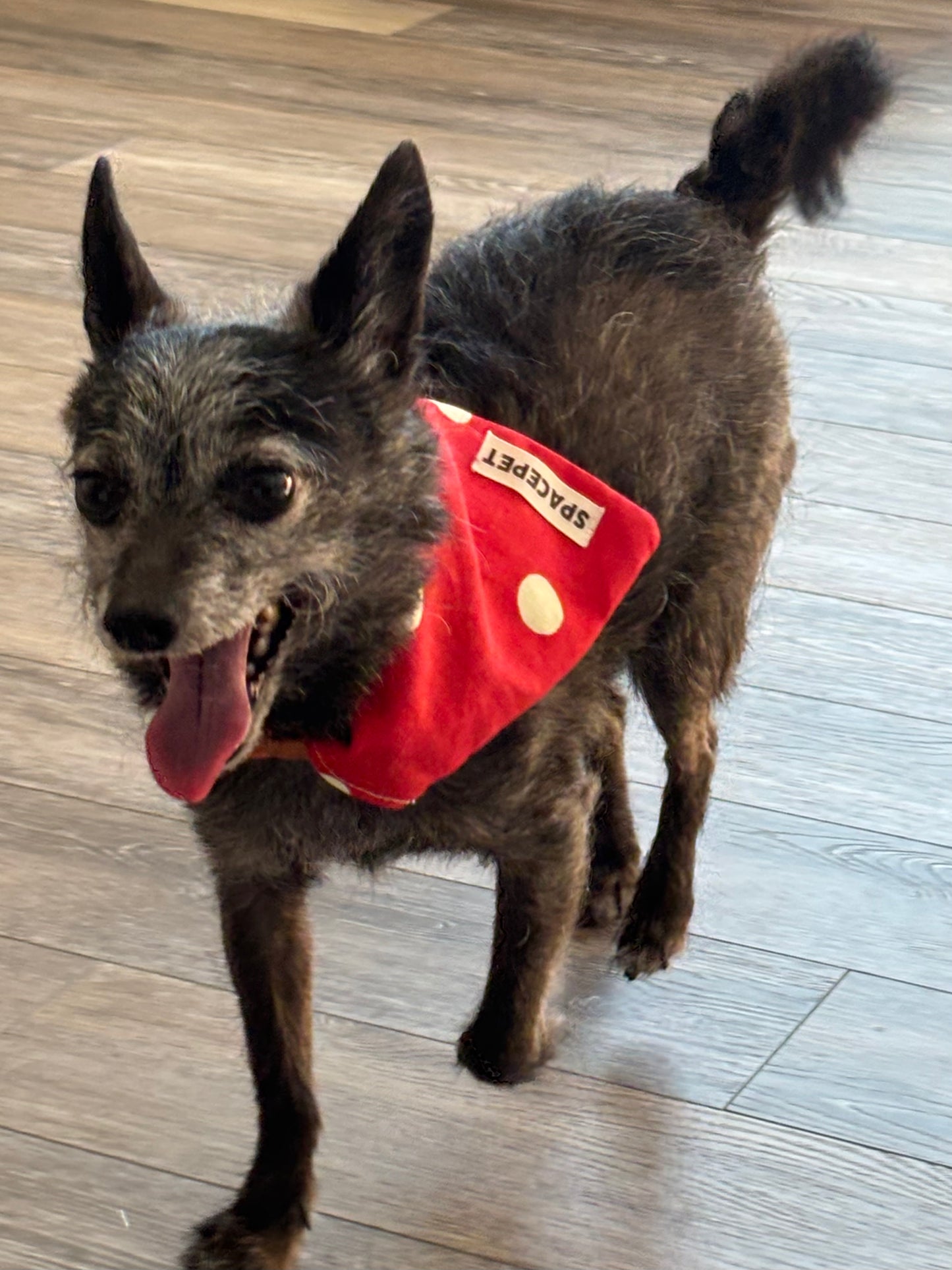 Handmade Cotton Dog Bandana – Christmas Red Dot Pet Neckwear