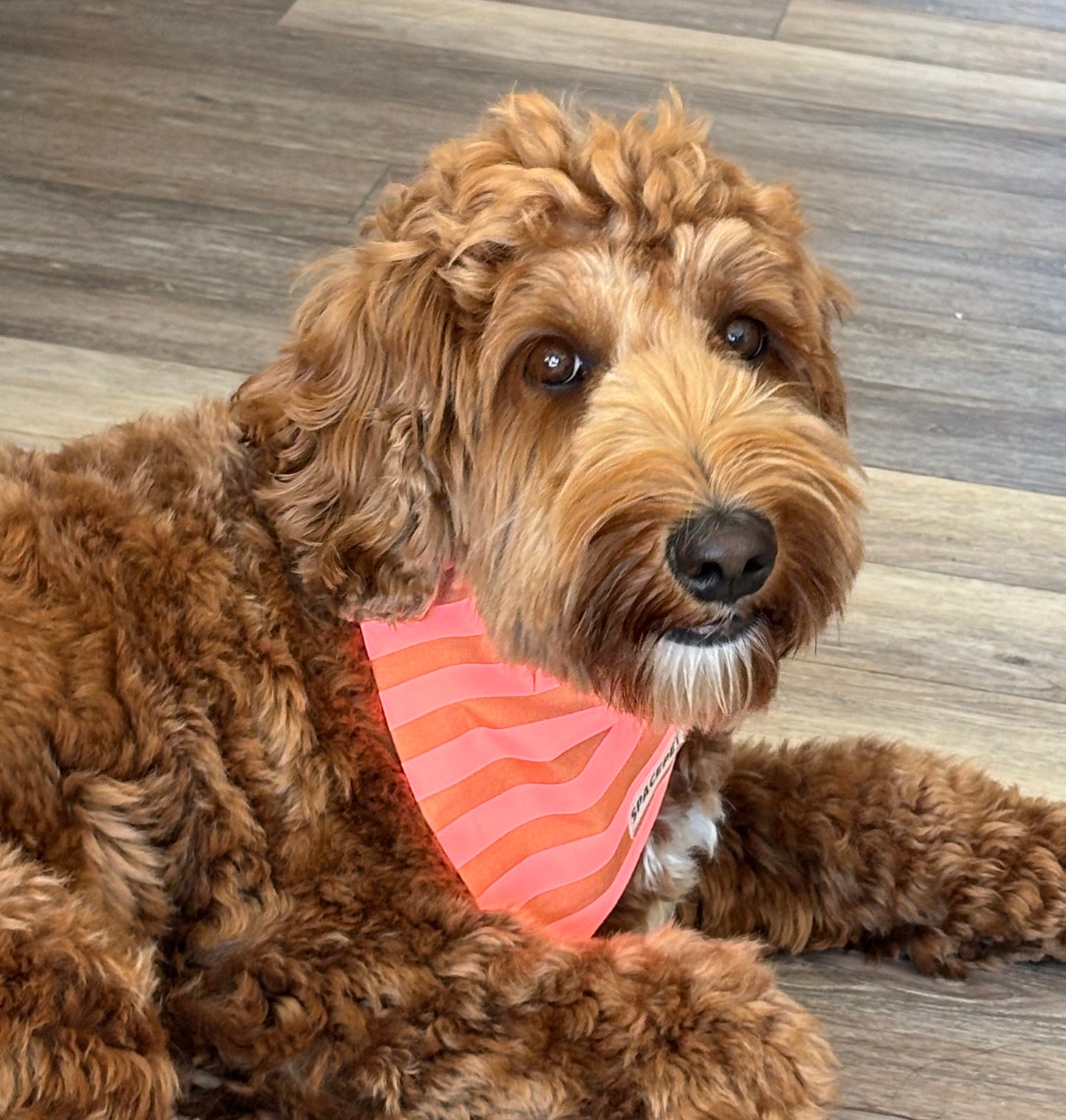 Handmade Cotton Dog Bandana – Orange Striped Pet Neckwear