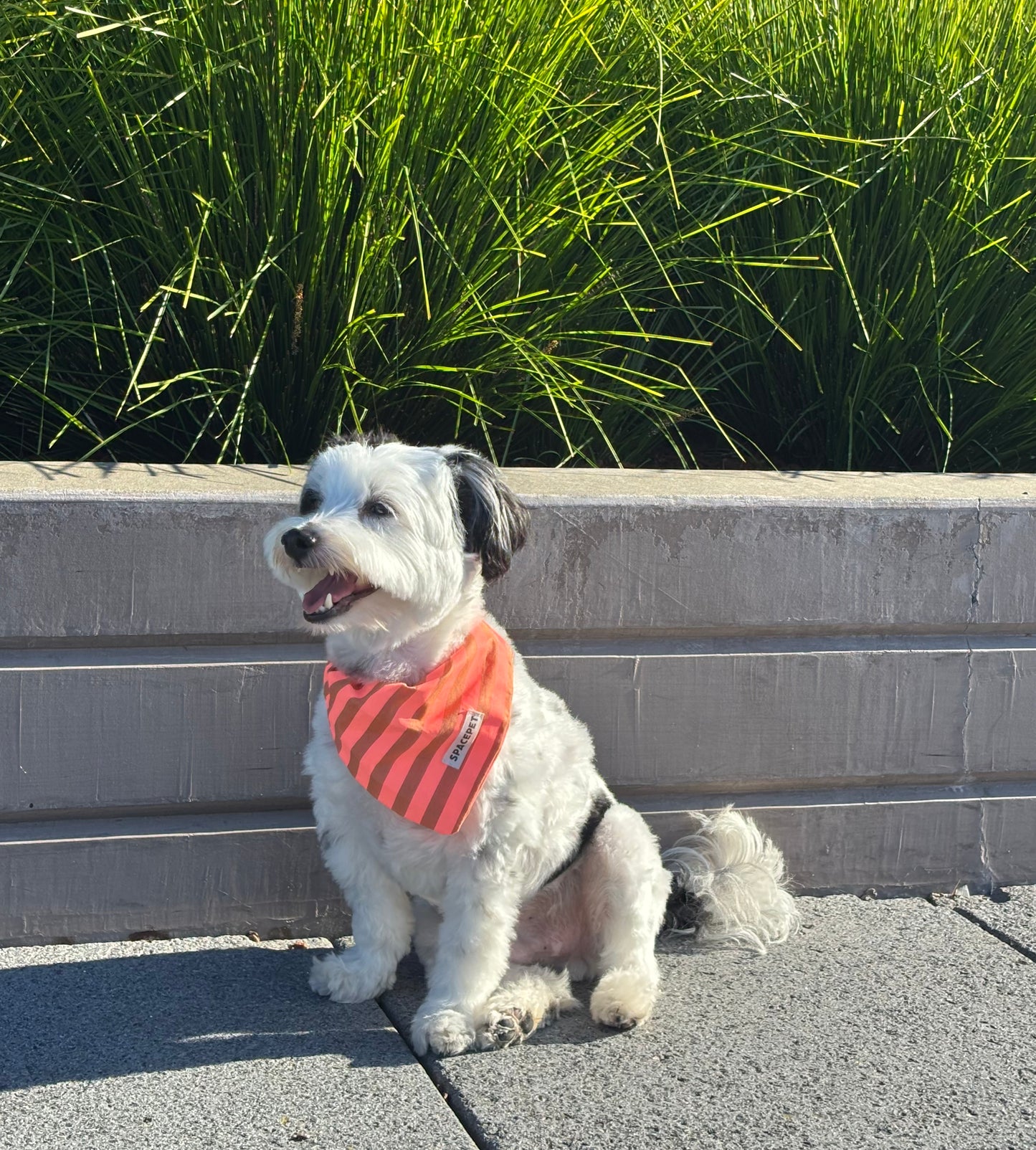 Handmade Cotton Dog Bandana – Orange Striped Pet Neckwear