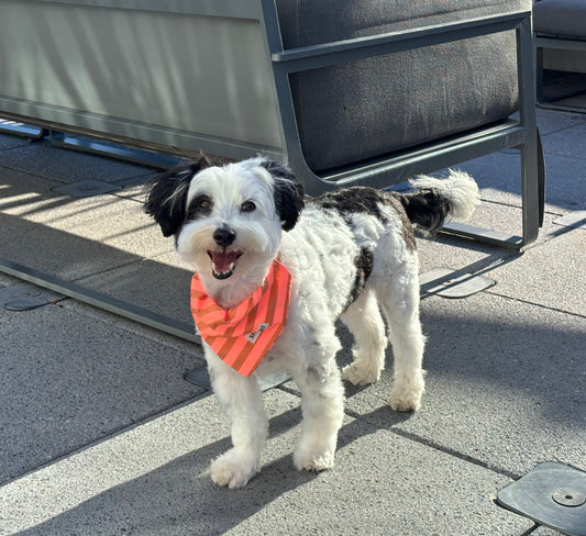 Handmade Cotton Dog Bandana – Orange Striped Pet Neckwear