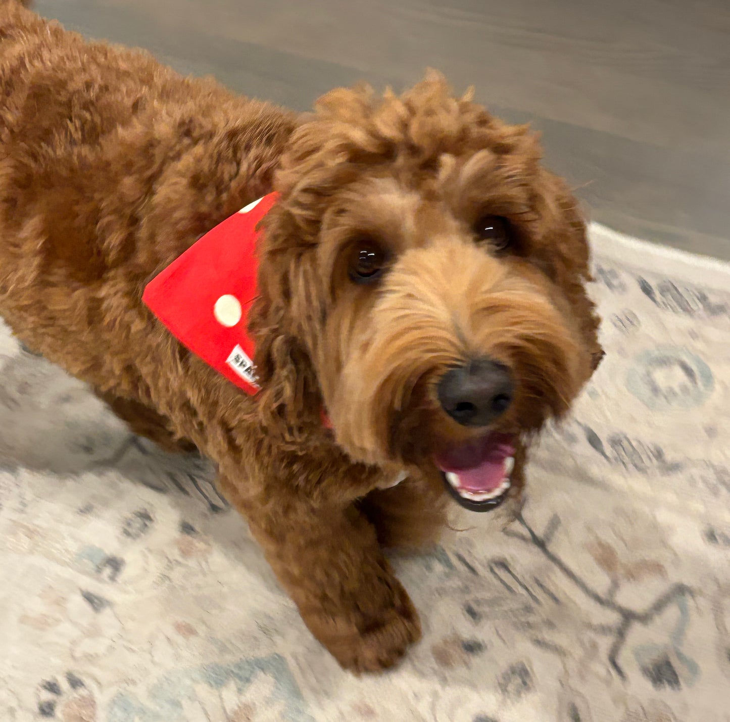 Handmade Cotton Dog Bandana – Christmas Red Dot Pet Neckwear