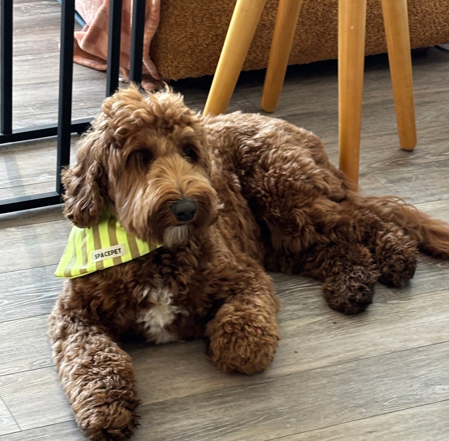 Handmade Cotton Dog Bandana – Yellow Striped Pet Neckwear