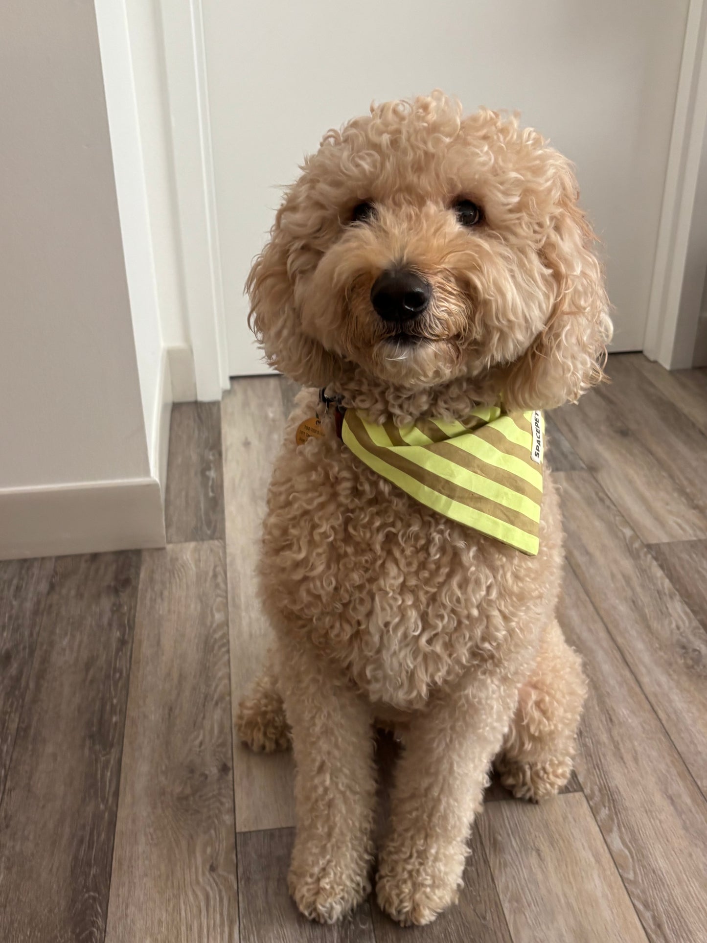 Handmade Cotton Dog Bandana – Yellow Striped Pet Neckwear