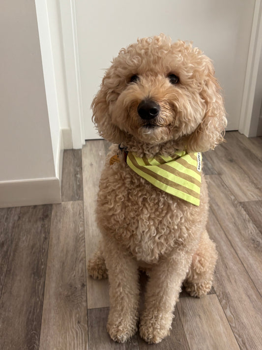 Handmade Cotton Dog Bandana – Yellow Striped Pet Neckwear