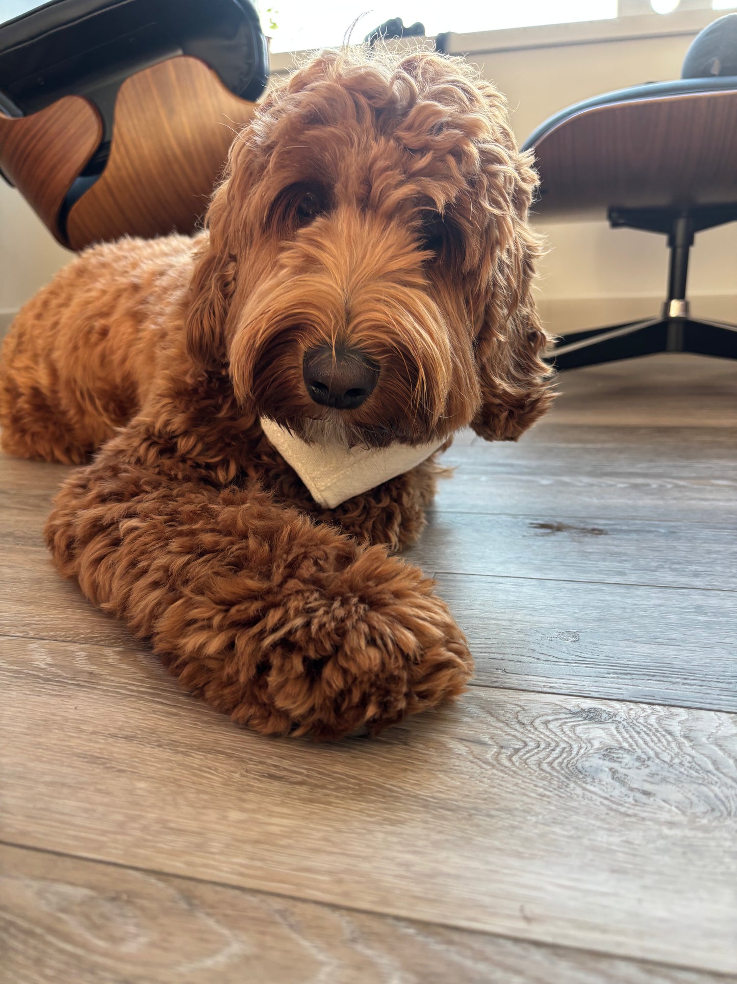 Handmade Cotton Dog Bandana – Snow White Pet Neckwear