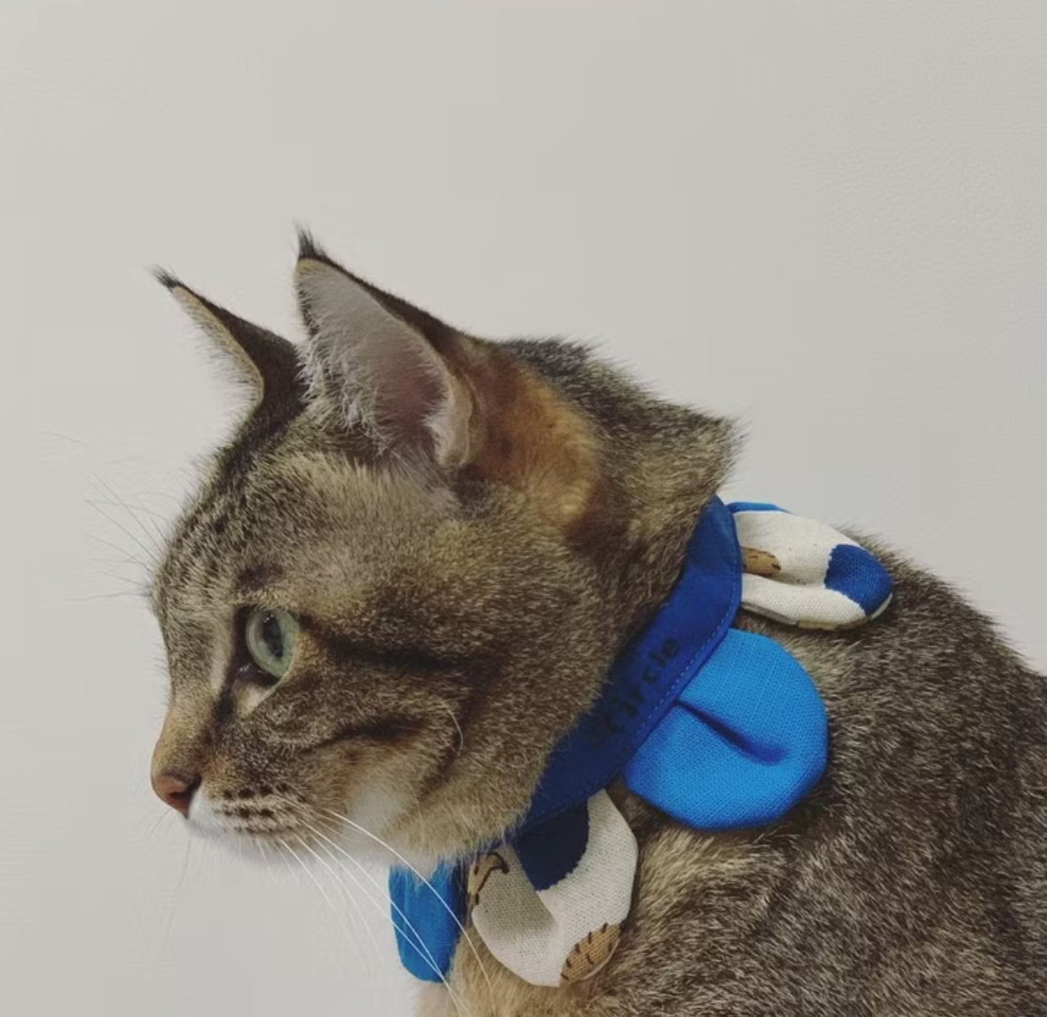 Flower Petal Bandana for Cats and Dogs (Blue Hedgehog)– Adjustable Floral Pet Collar Accessory