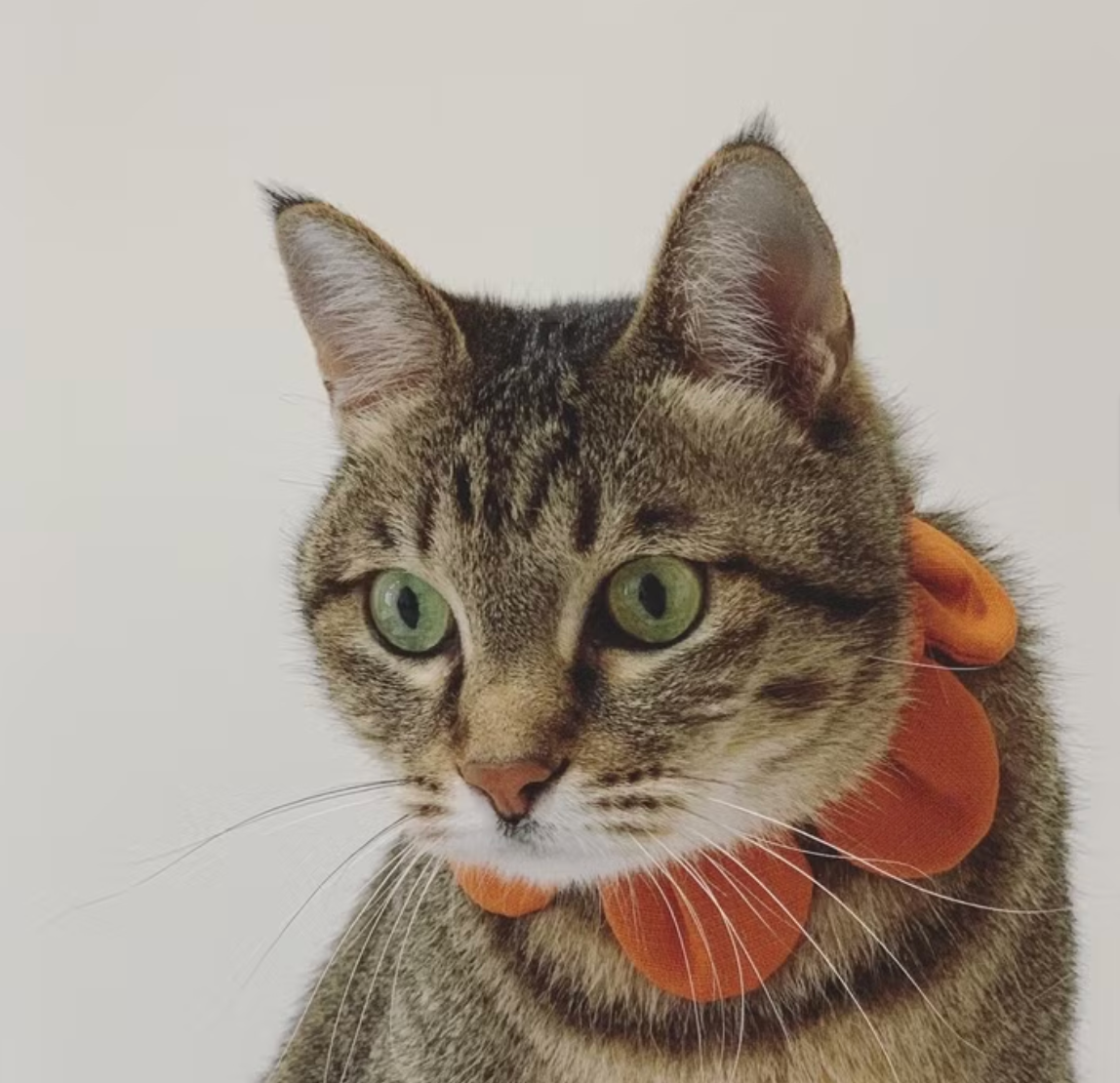 Flower Petal Bandana for Cats and Dogs (Orange)– Adjustable Floral Pet Collar Accessory
