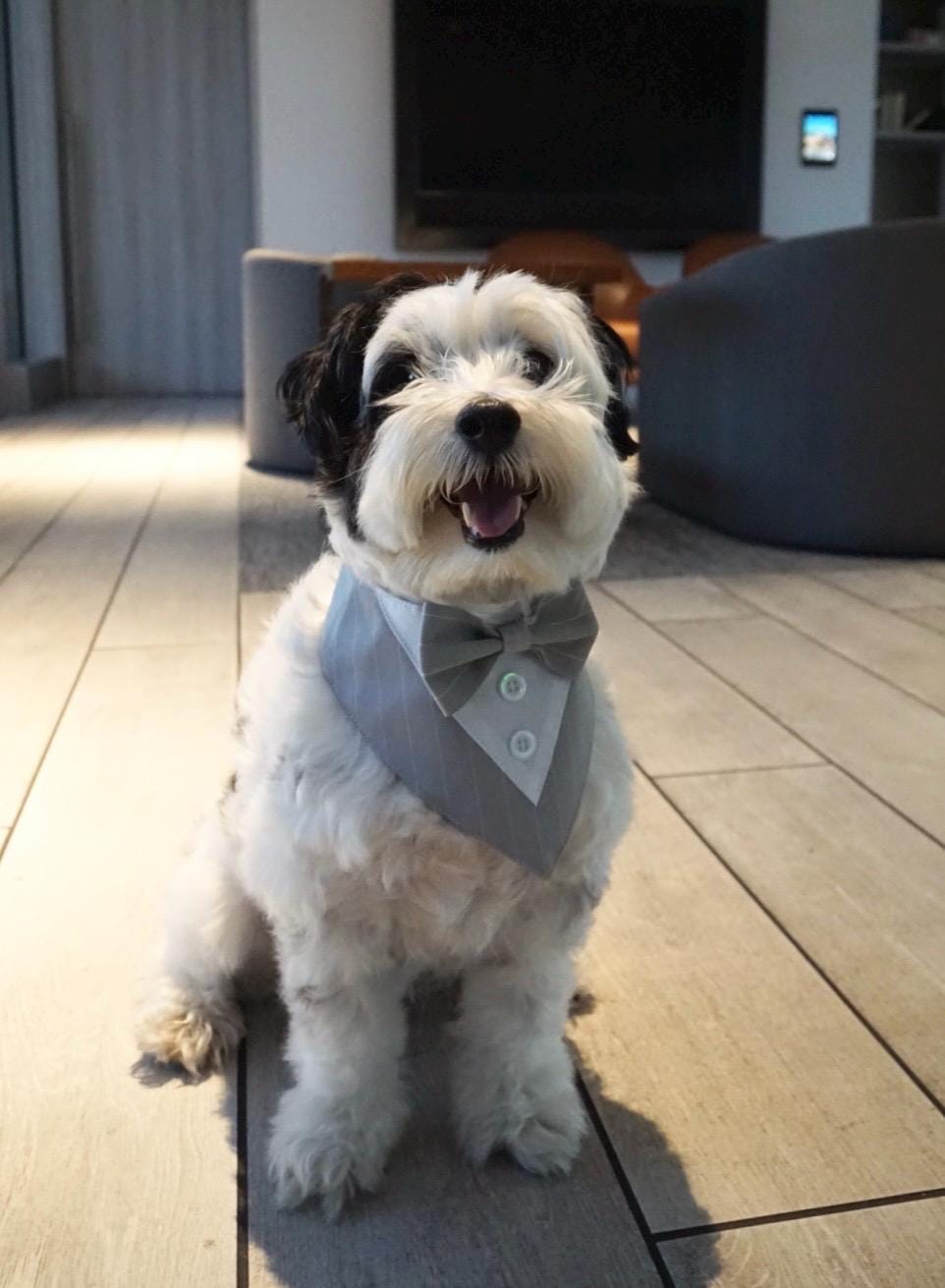 Dog Tuxedo Bow Tie Collar & Bandana – Wedding Outfit for Dogs