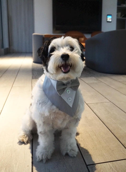 Dog Tuxedo Bow Tie Collar & Bandana – Wedding Outfit for Dogs