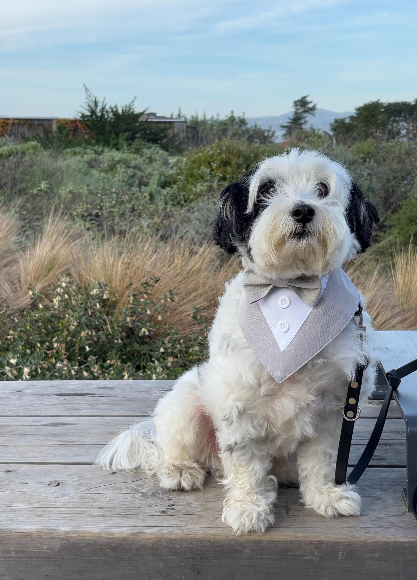 Dog Tuxedo Bow Tie Collar & Bandana – Wedding Outfit for Dogs